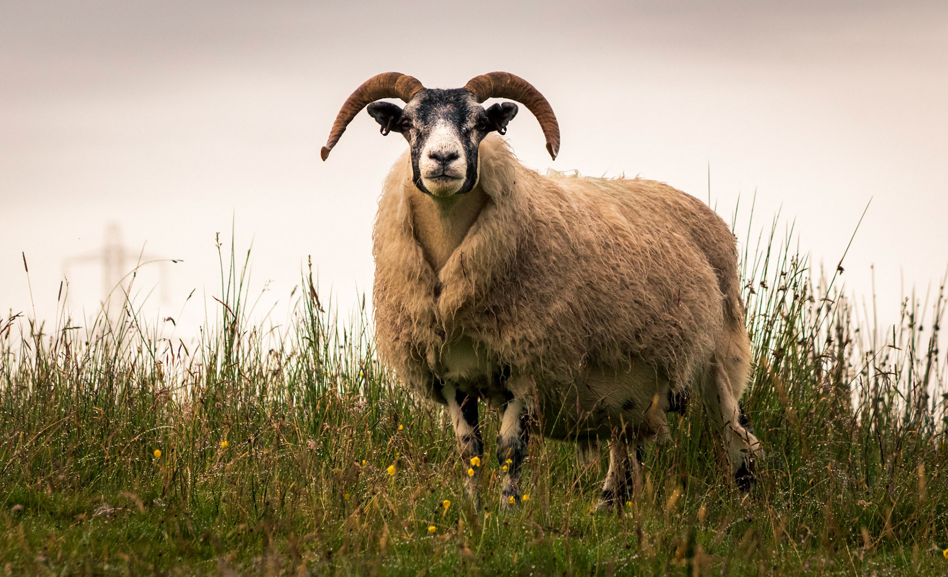 A sheep enjoying the warmth of a damp Scottish morning stairs at an intruder.