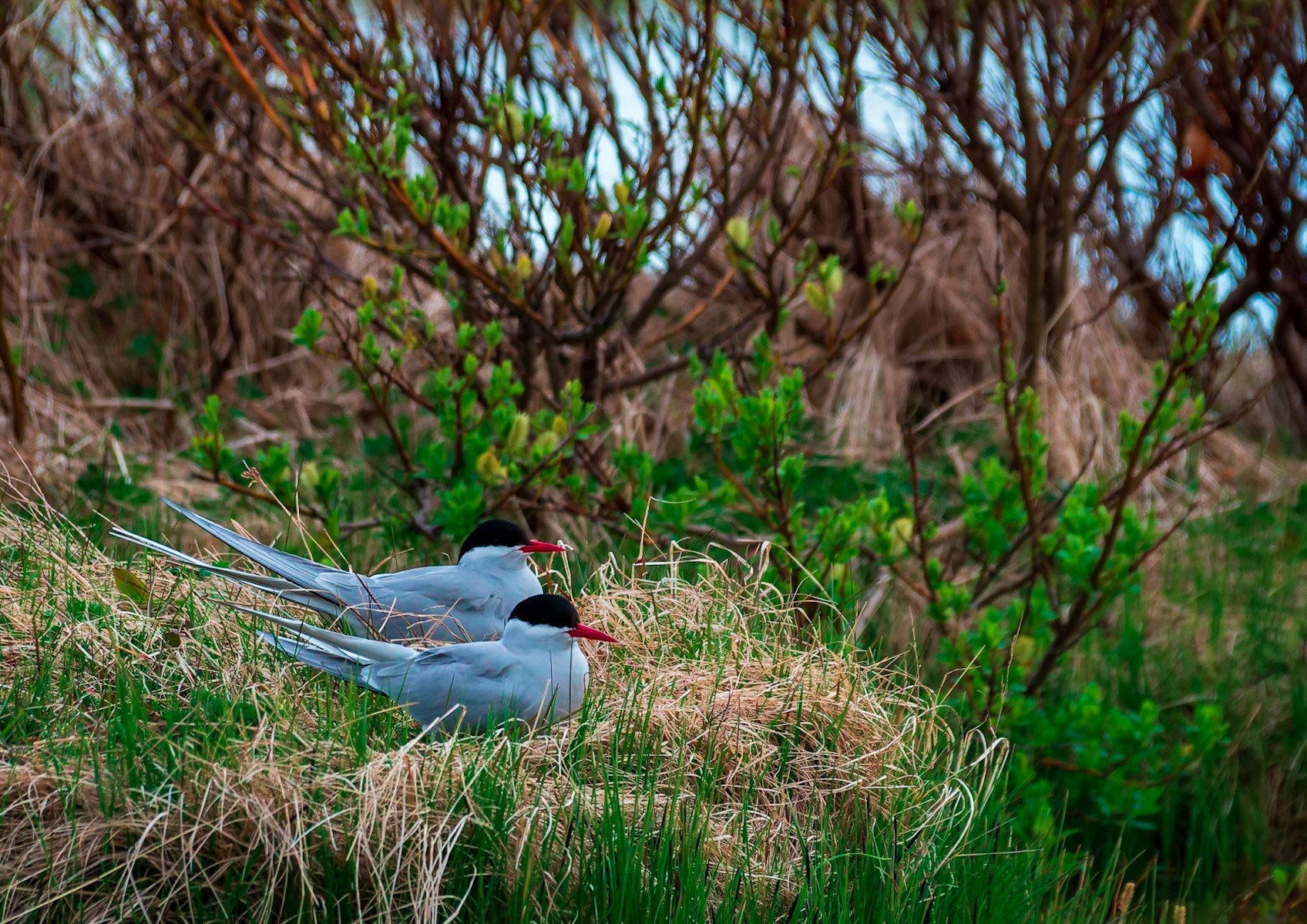 Arctic terns nest in a pond near a pond.