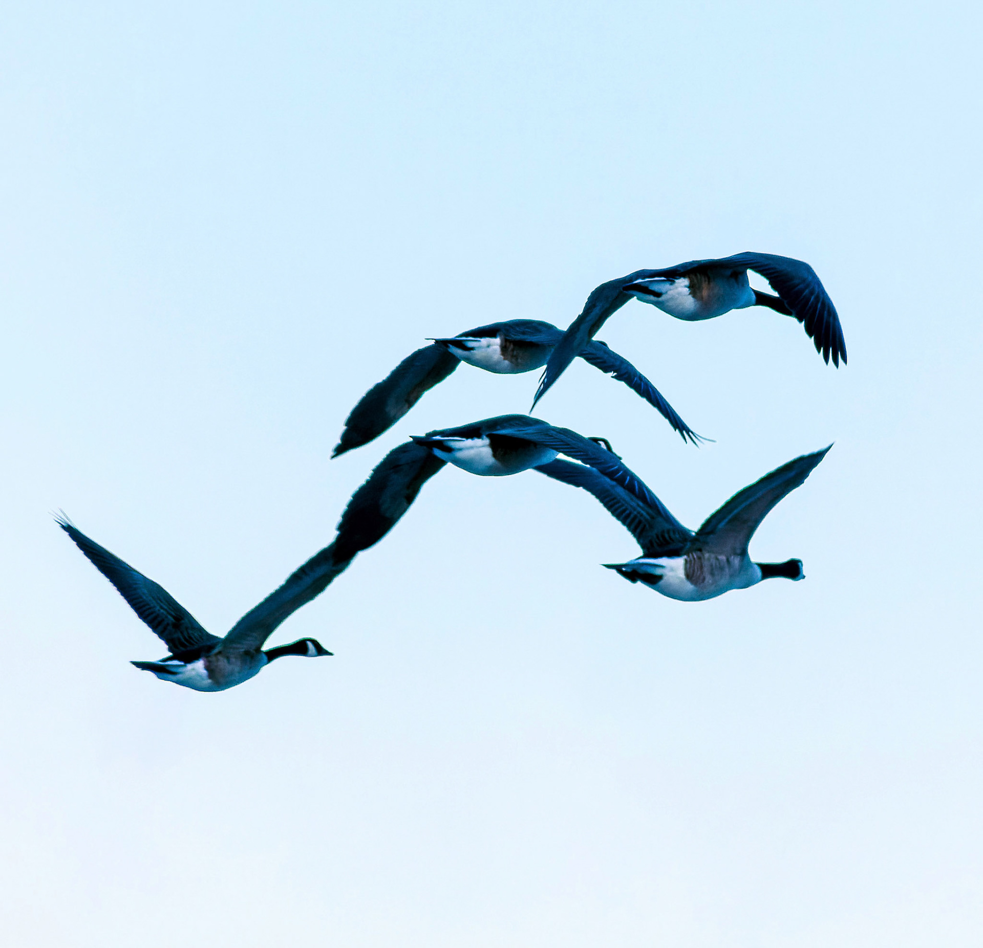 Five geese take off and fly past.