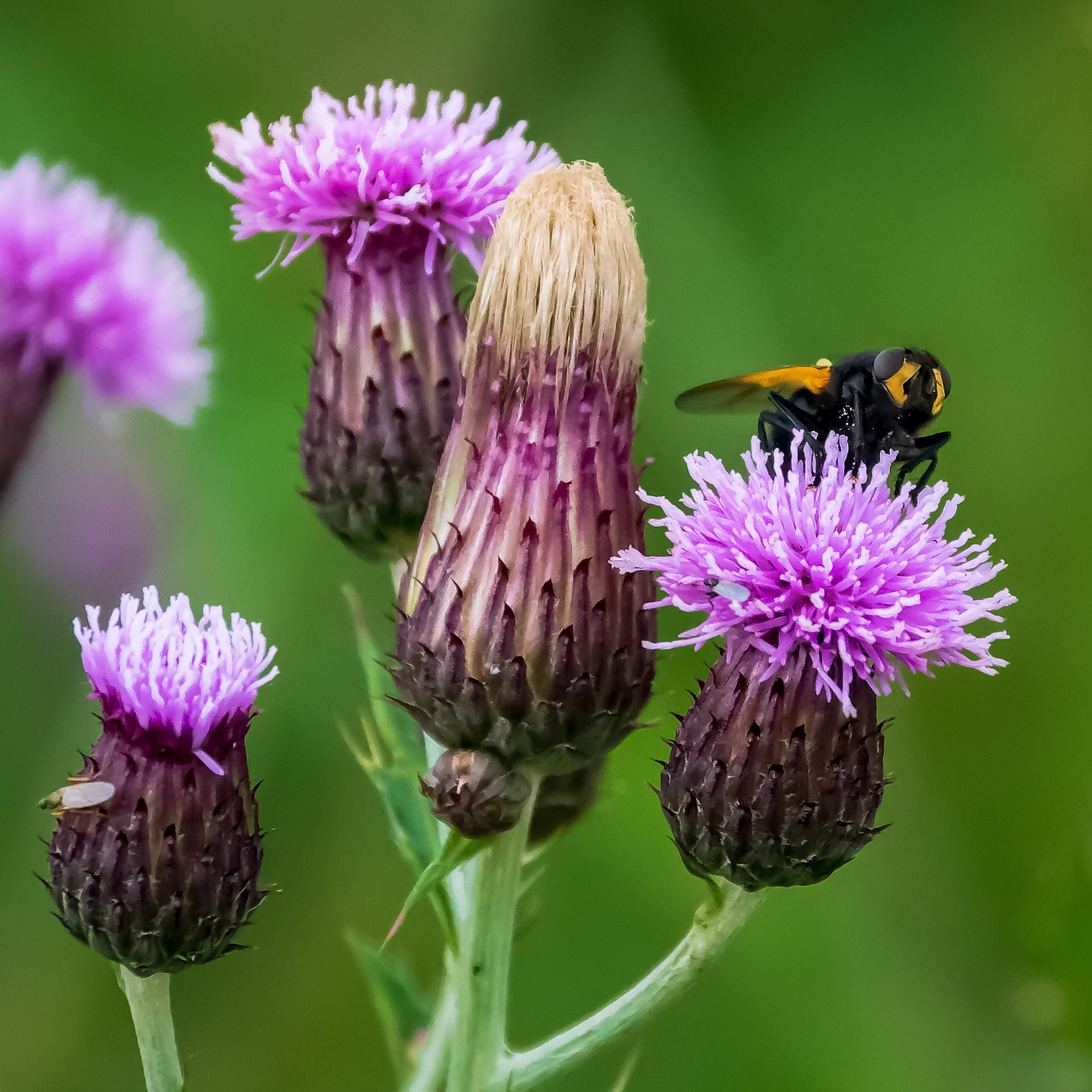 A bee harvests nectar from a thistle.