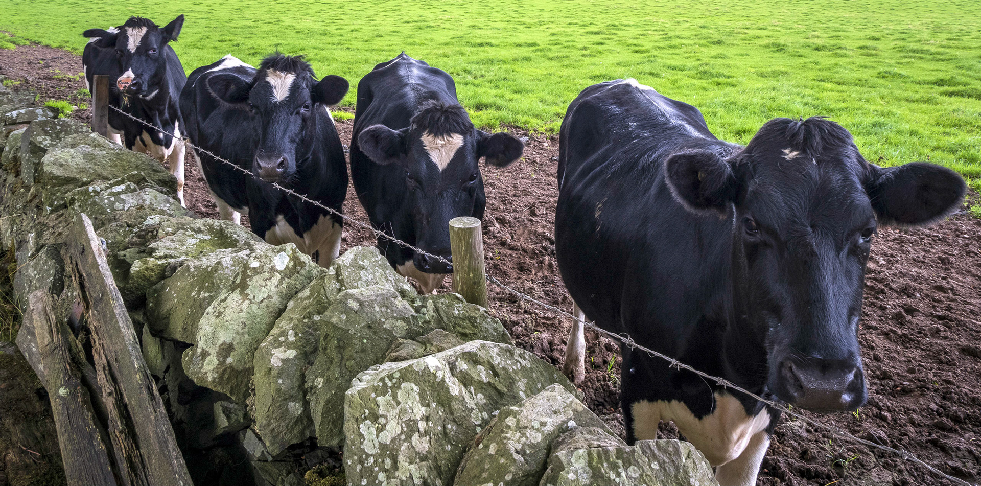 Walking down North Porton Lane these four cows showed me there curious side.