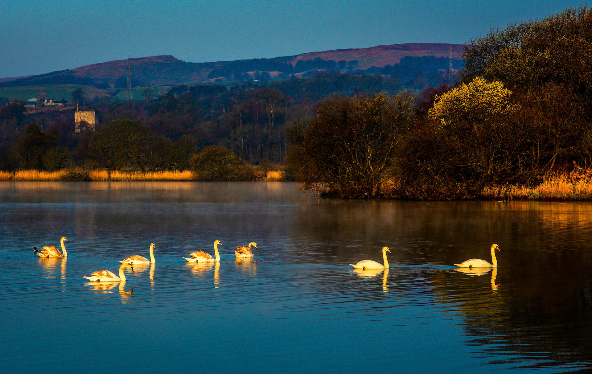 A family of swans cross a Scotish lake.