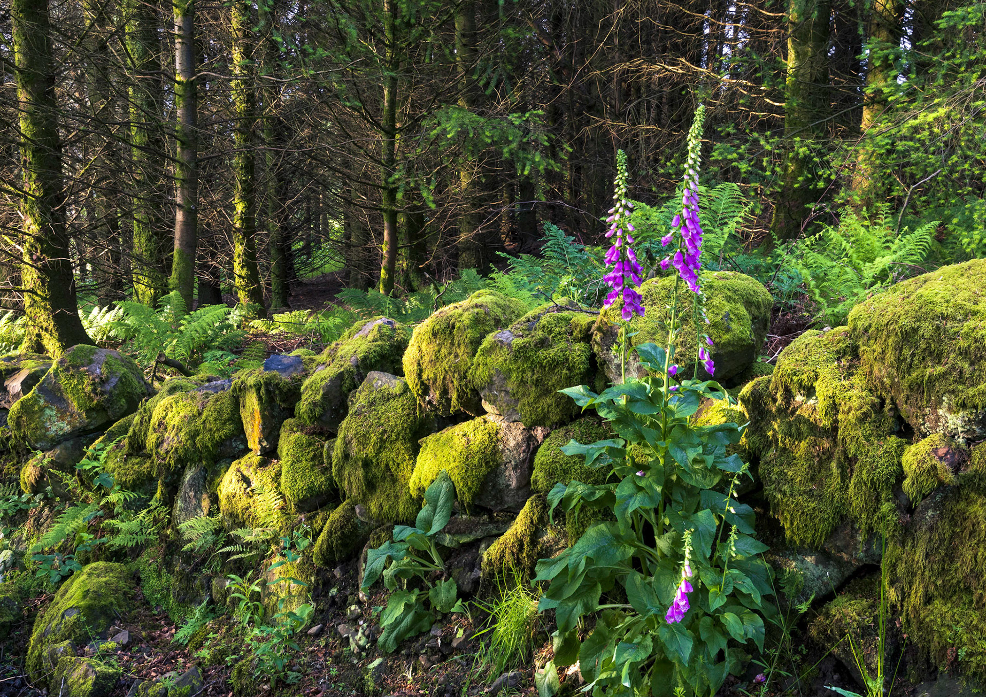 Early morning walk leads to this moss covered brocken down wall and foxgloves.