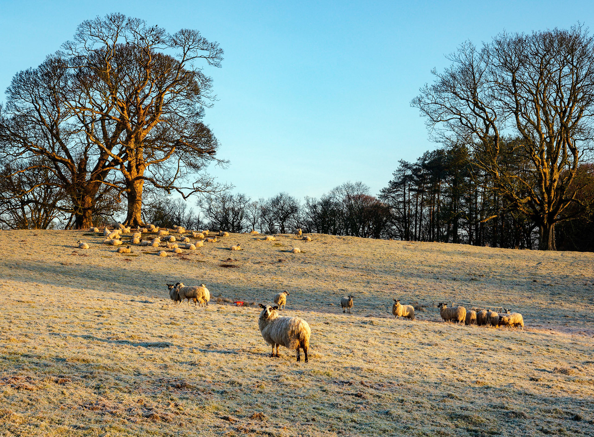 On frosty cold morning sheep bathe in the early warming golden rays of the sun.