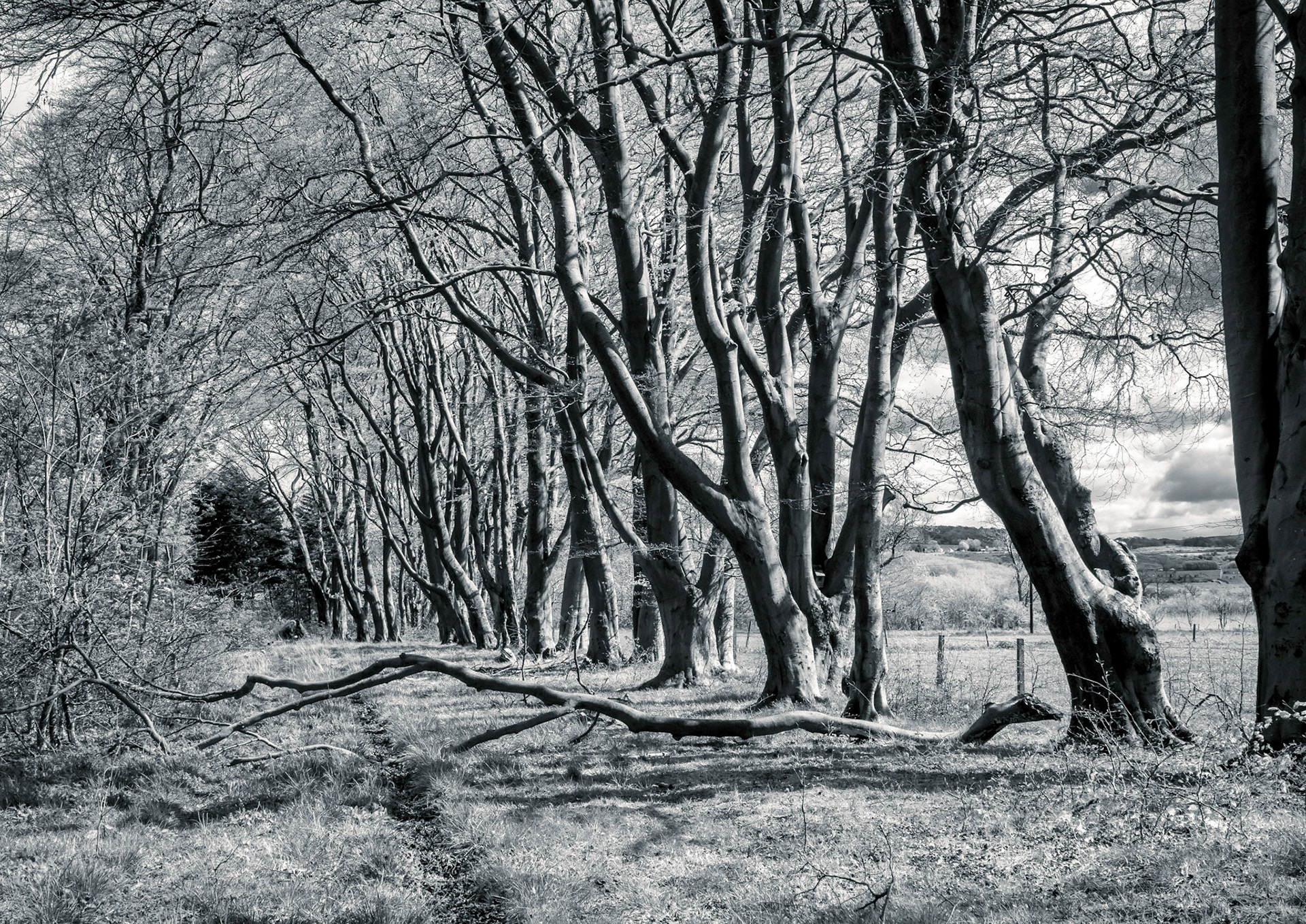 On exercise near where I live a line of trees with one fallen branch breaking the path.