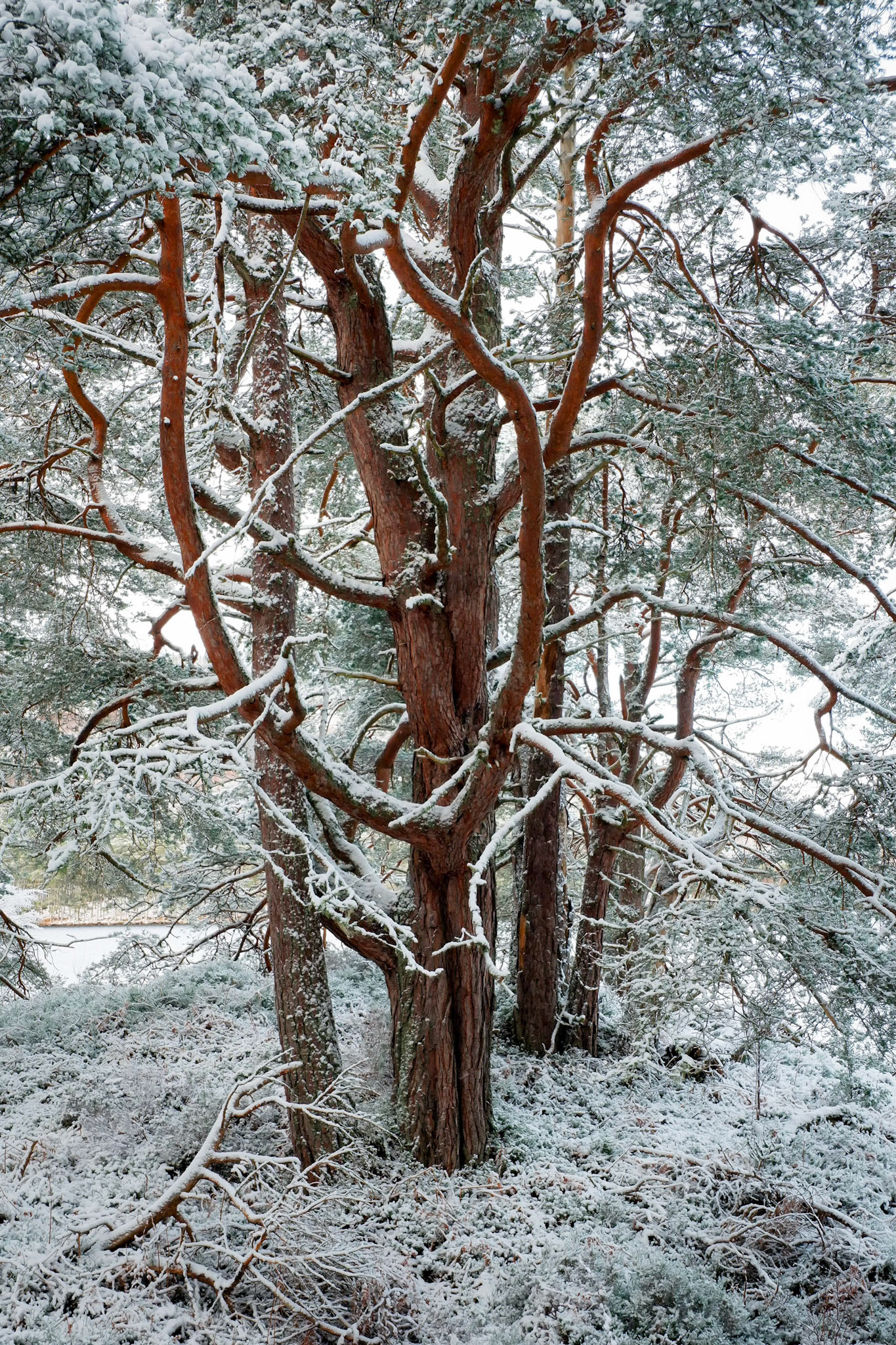 Snow covered trees in Rothiemurchus Forest on the shore of Loch an Eilein.