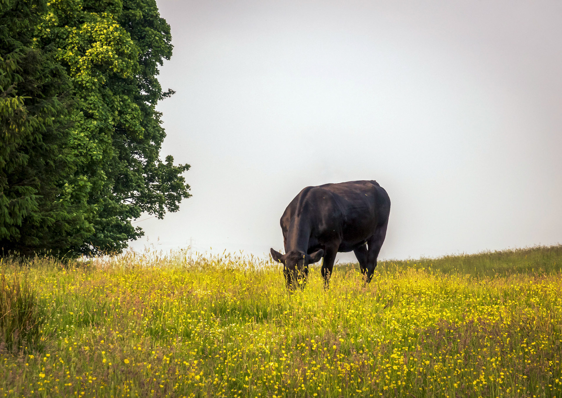 A cow enjoys a early morning munch on some grass and flowers.
