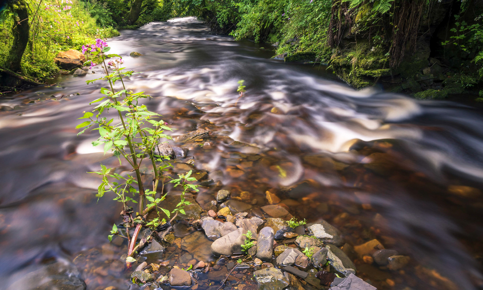After coming down over a small fall and splitting around a little stony island in the middle the river recombines and heads east to fill Kilbirnie Loch.