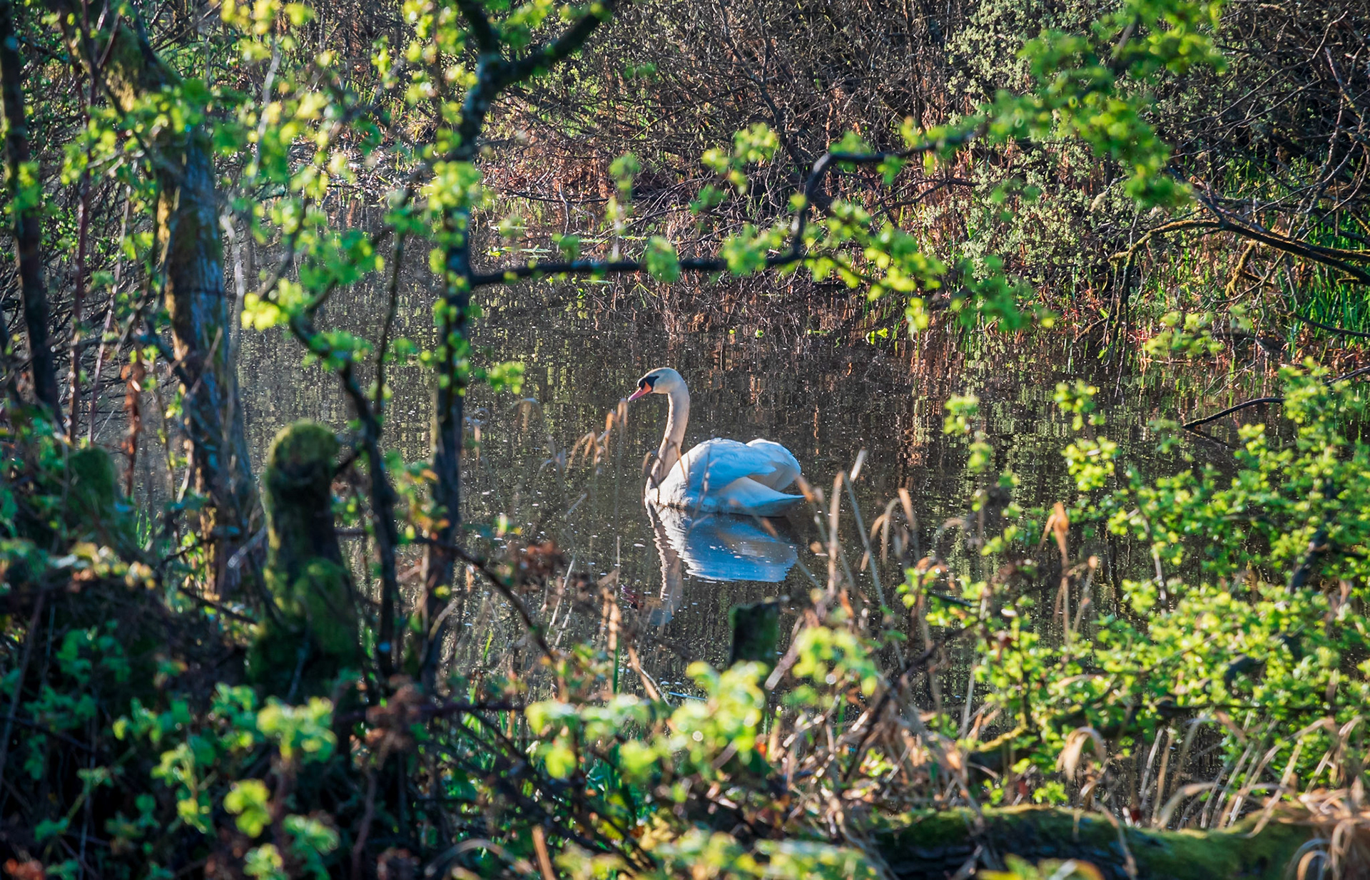 On a clear spring morning, a swan makes its way down a Scottish loch.