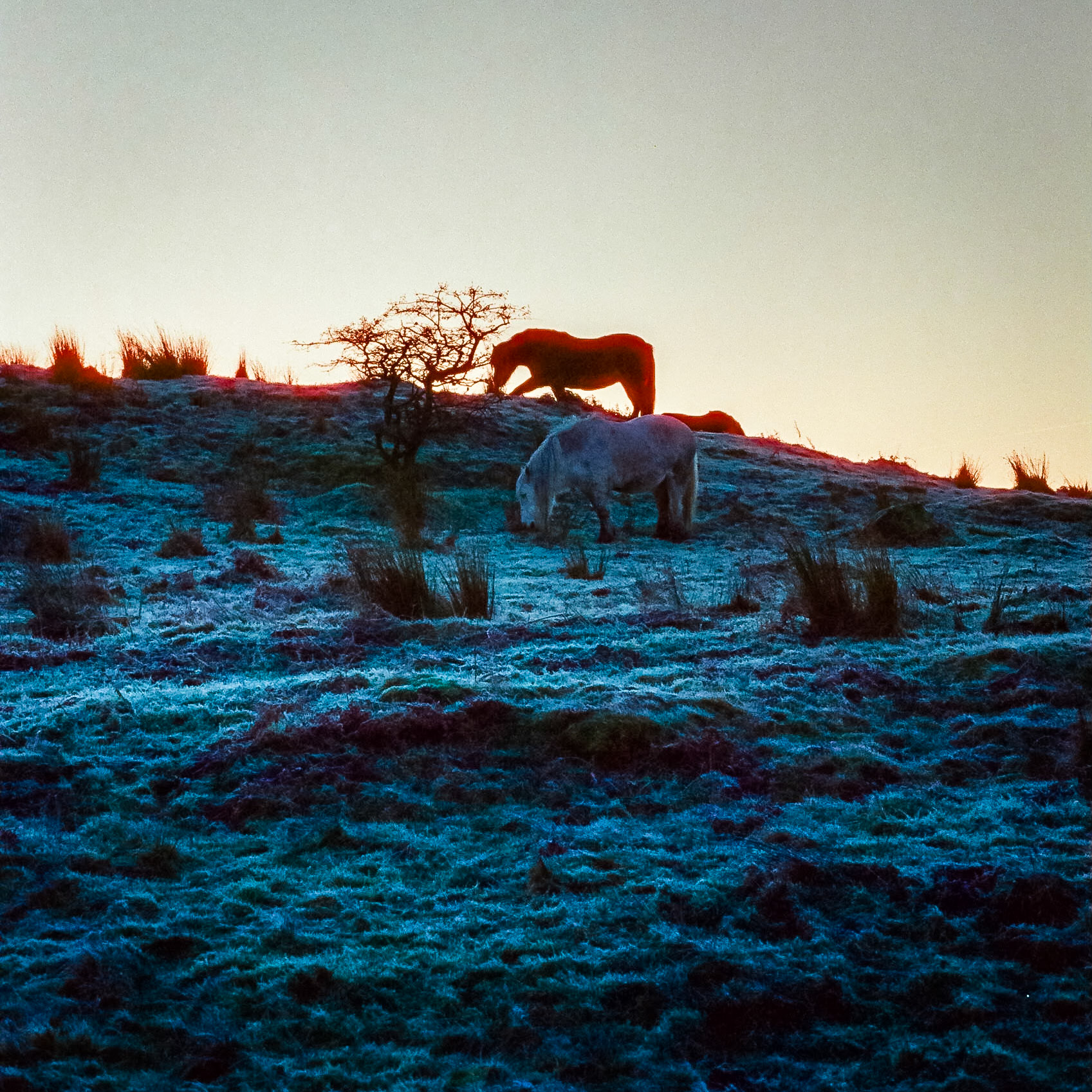 Warmth coming over the hill, horses still cold.