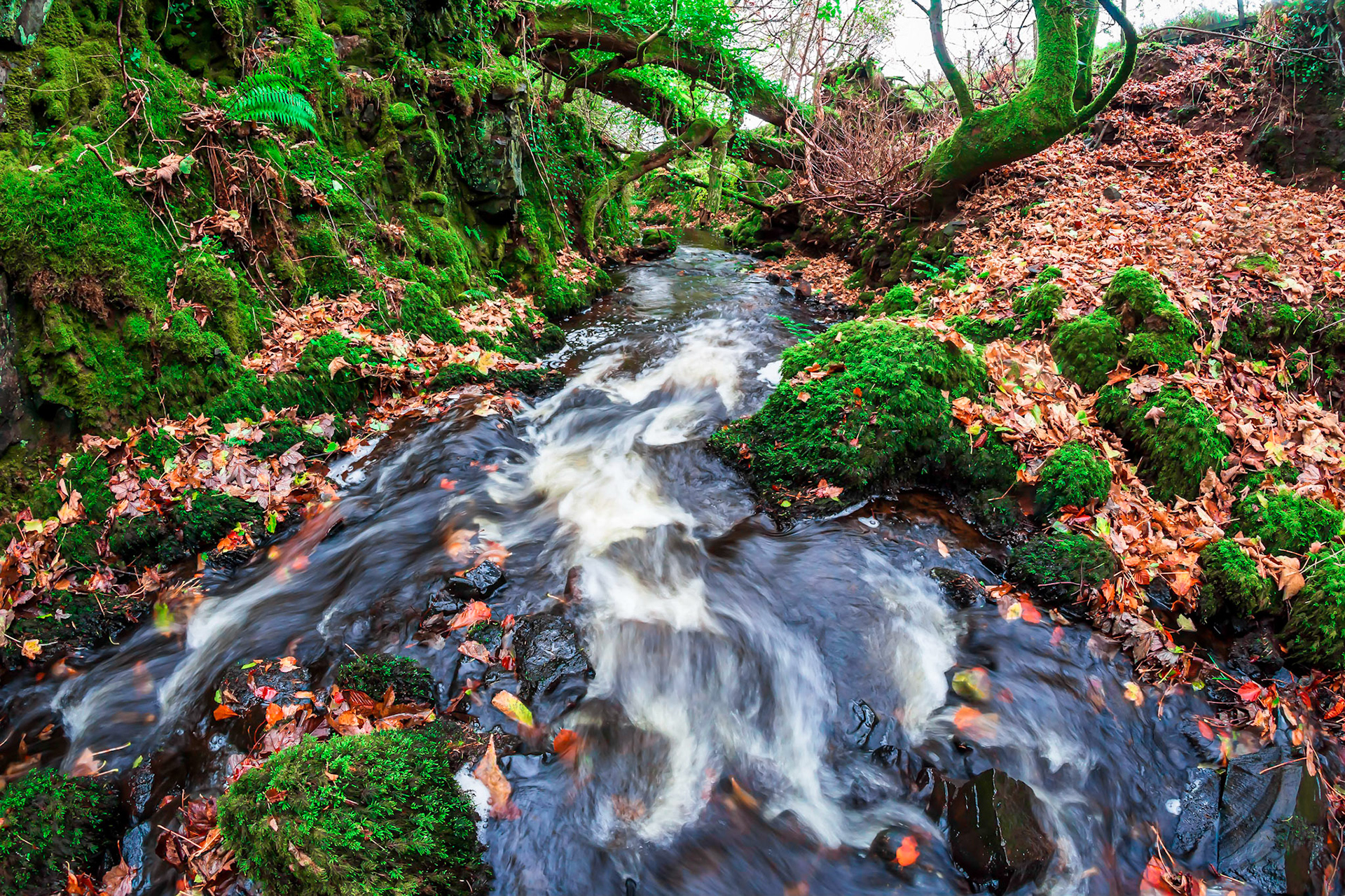After gaining speed form flowing down a small waterfall a stream flows away quickly.