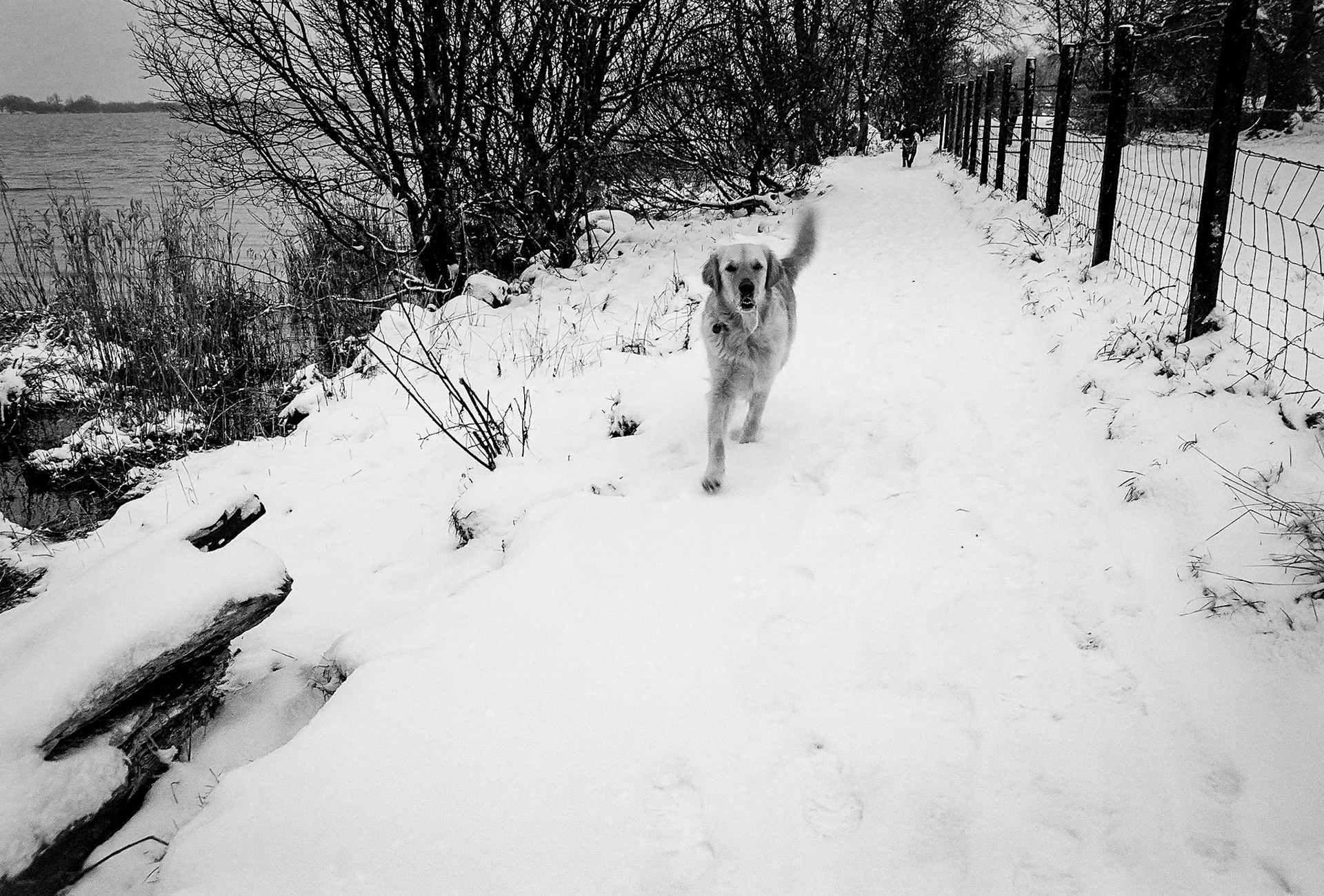 A Labrador Retriever runs besdide a Scotish Loch.