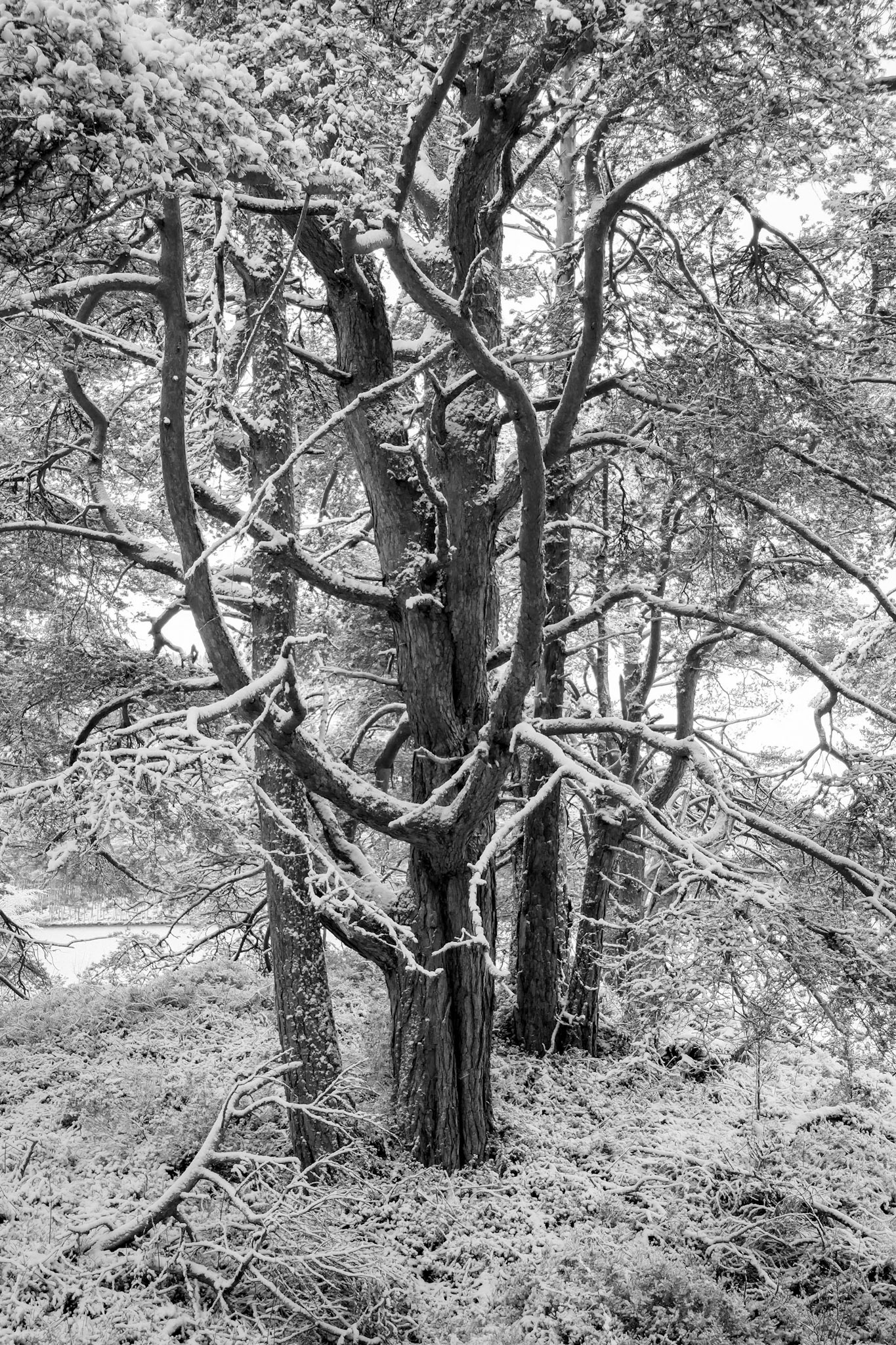 Snow covered trees in Rothiemurchus Forest on the shore of Loch an Eilein.