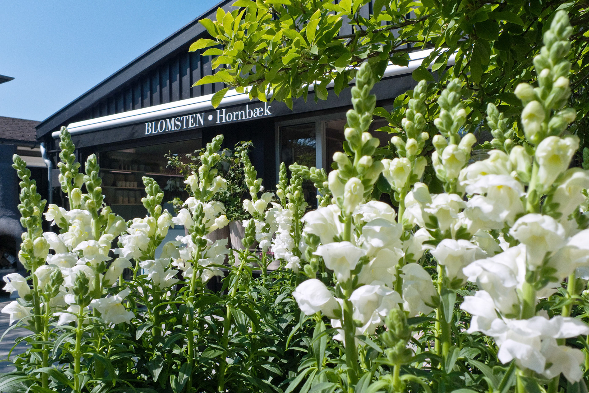 Blomsten Hornbæk