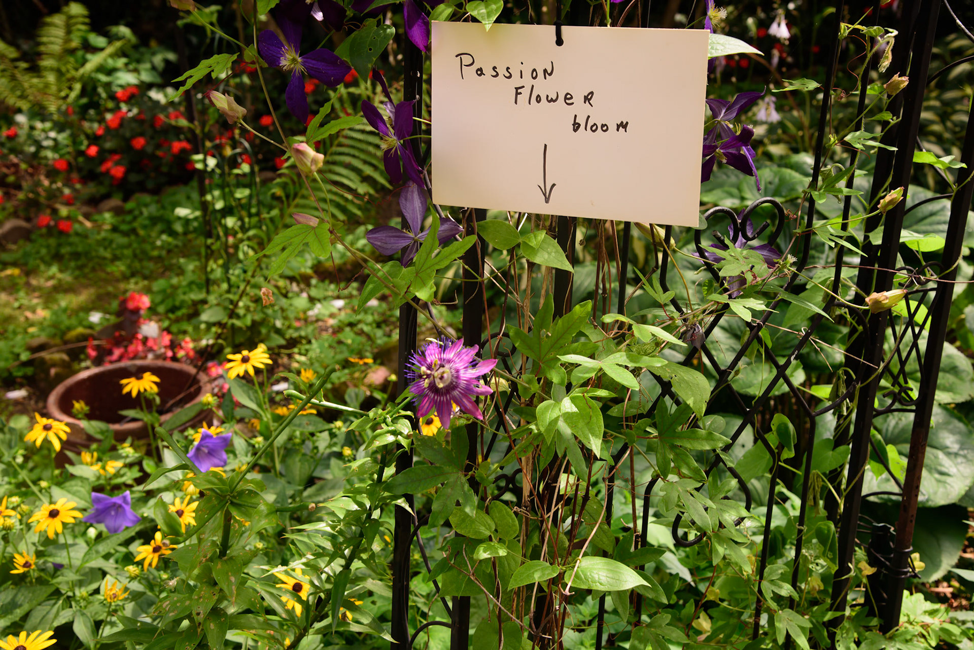 Rob's Garden