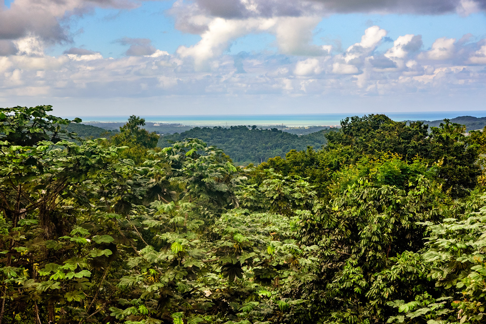 Yunque National Forest