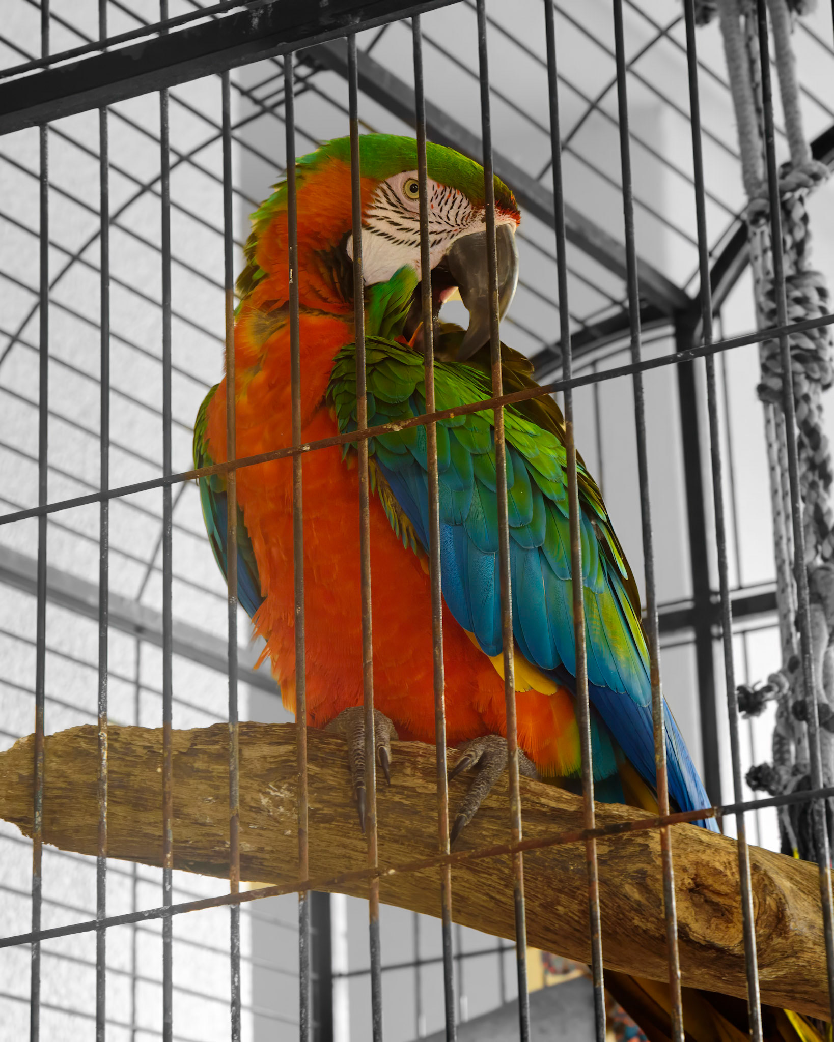 Margaritaville  bird