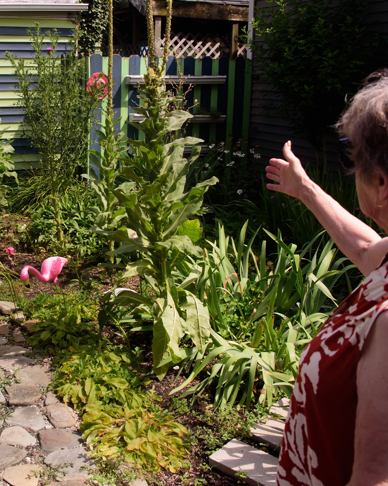 Helen's Special Plant