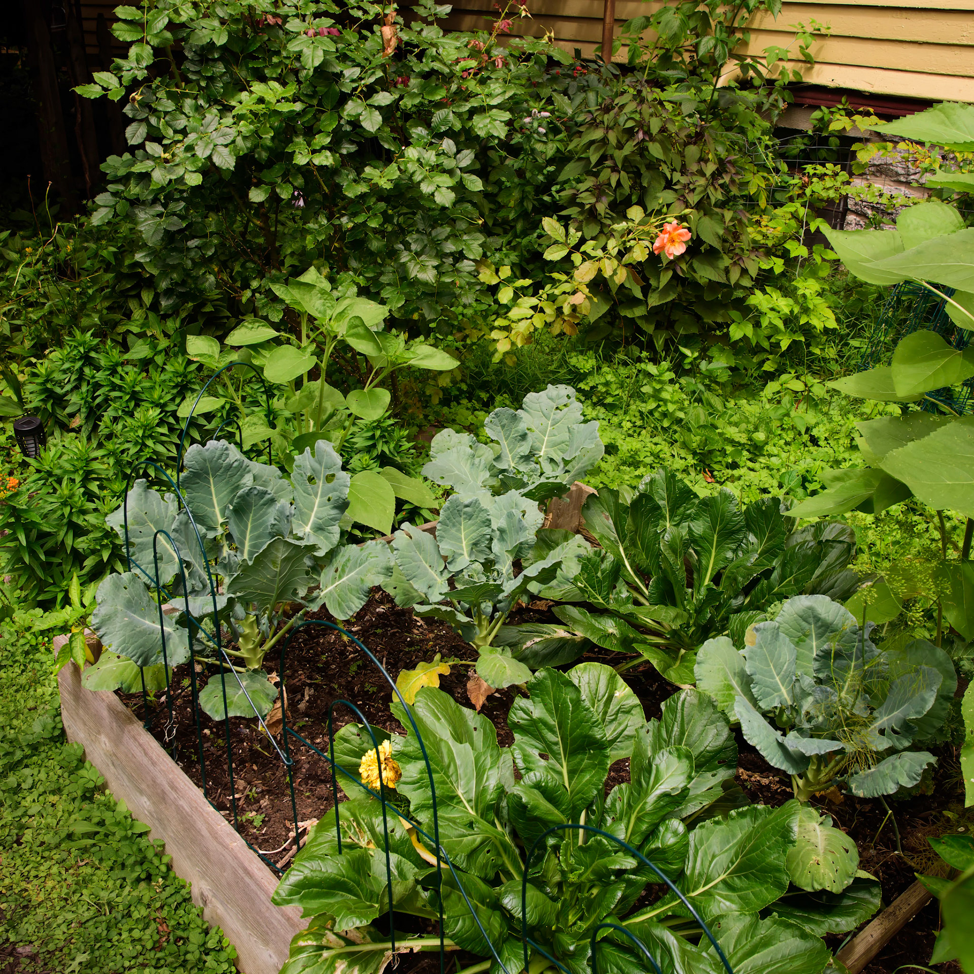 Urban Farm and Garden