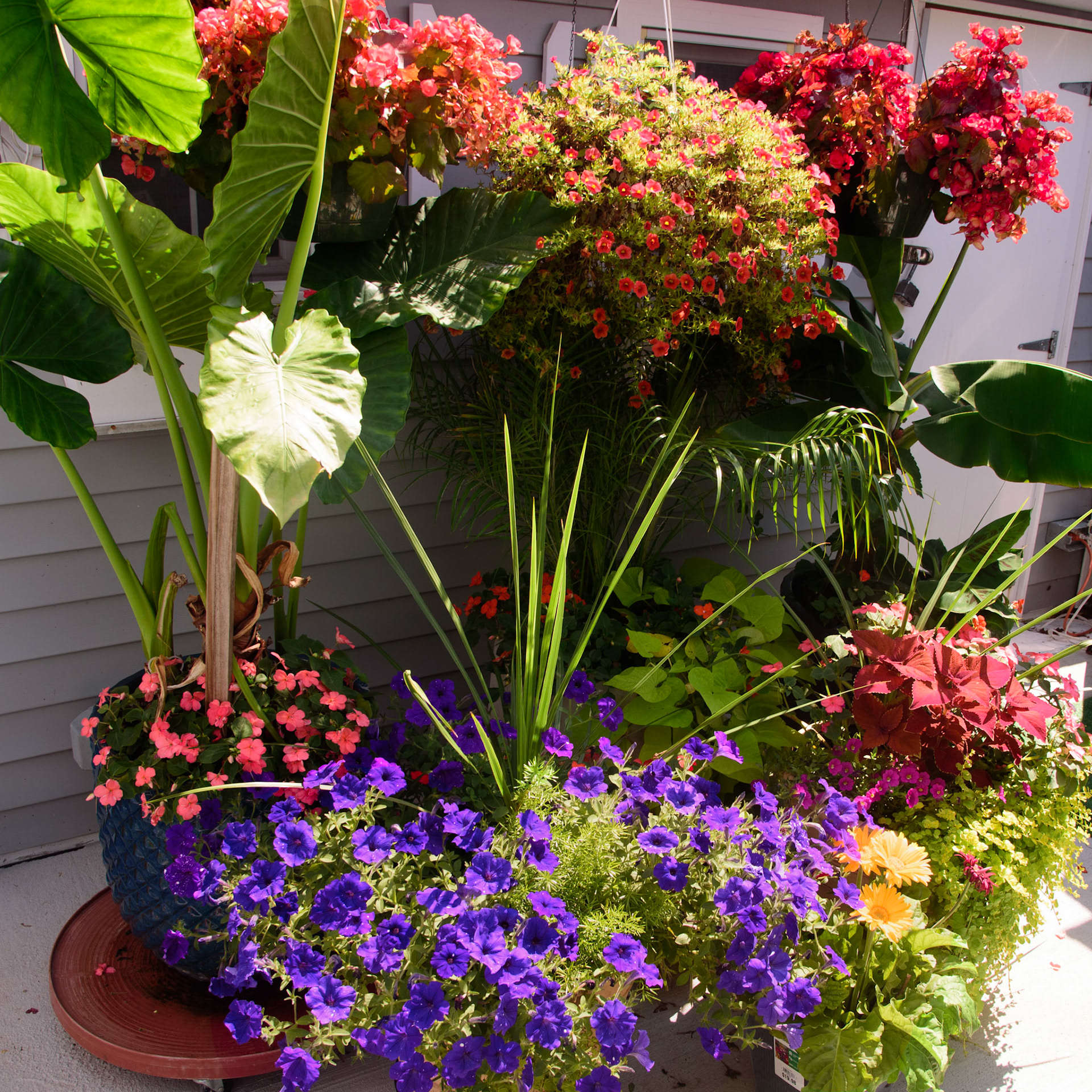 Cynthia Brown Oasis