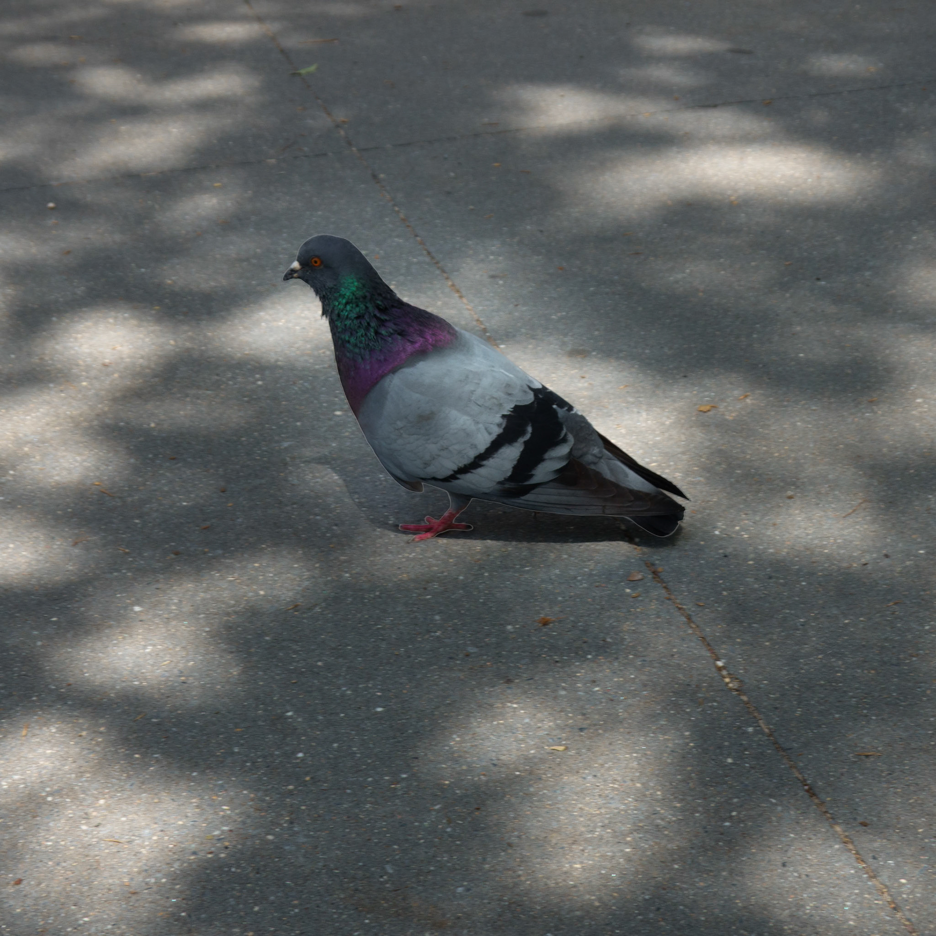 NYC Resident