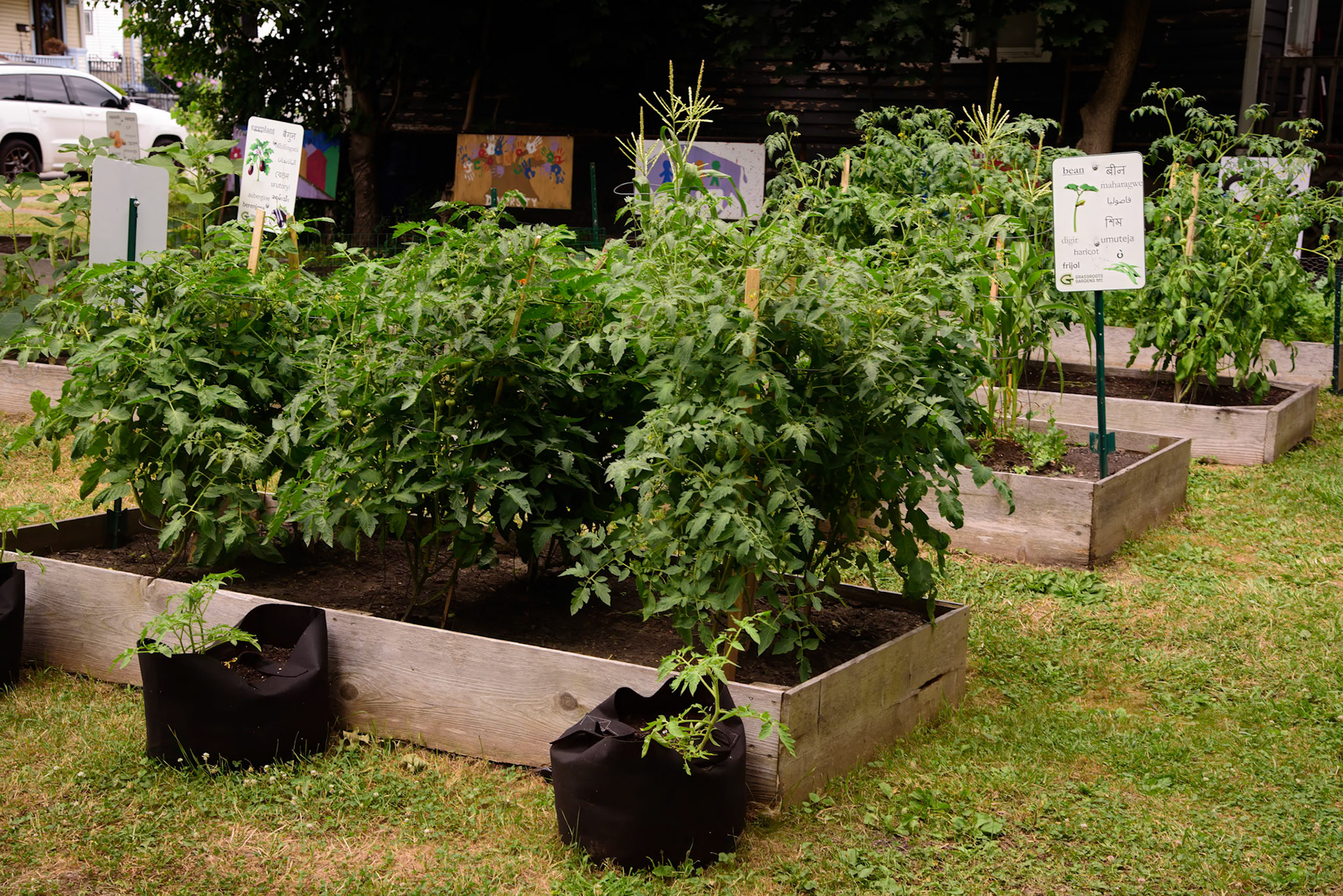 Frida's Rebel Garden