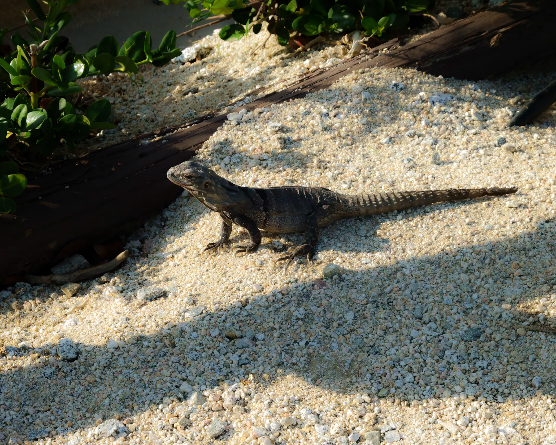 Fauna of Cabo San Lucas