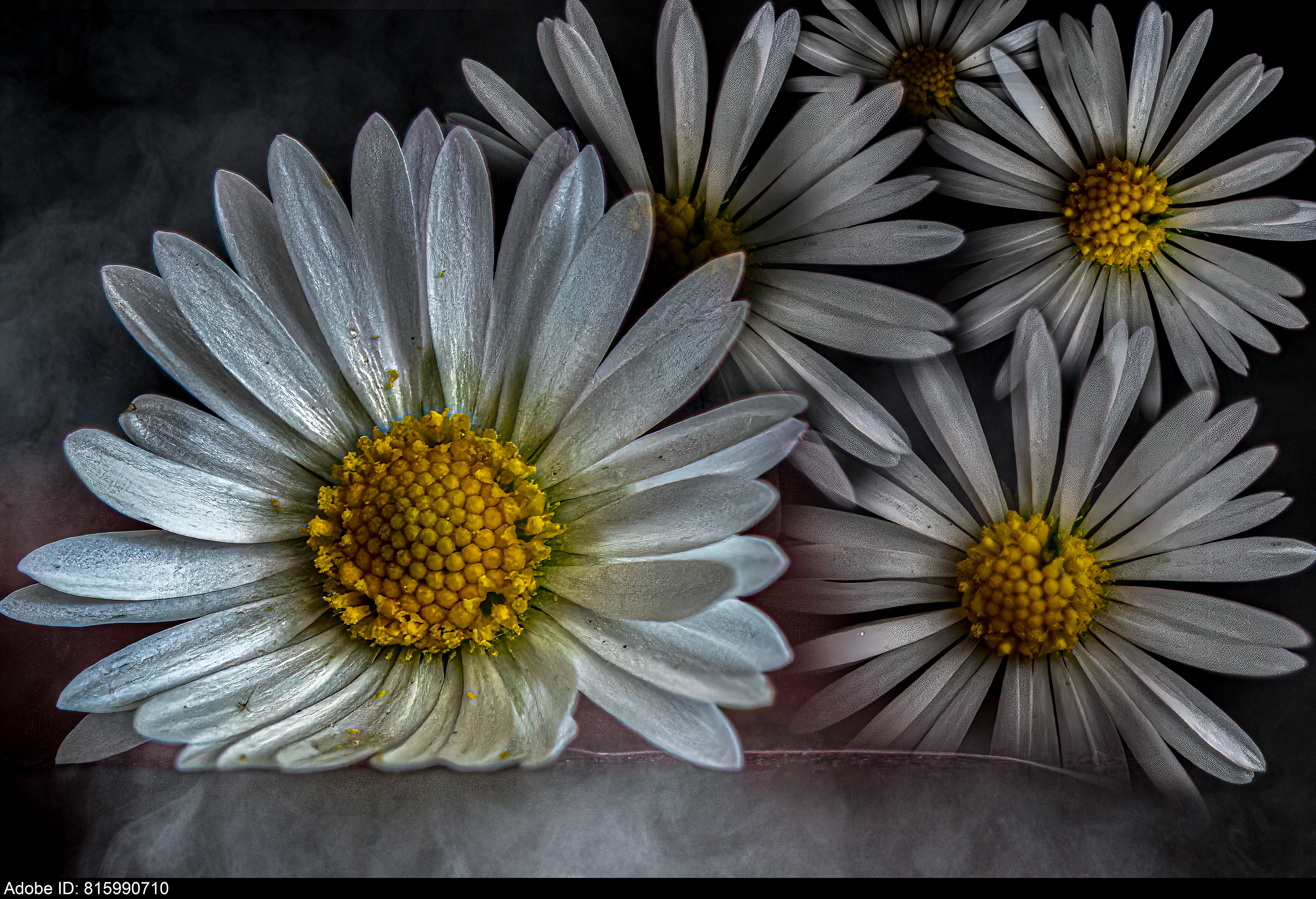 815990710  Close-Up of White Daisies with Yellow Centers in Morning Dew