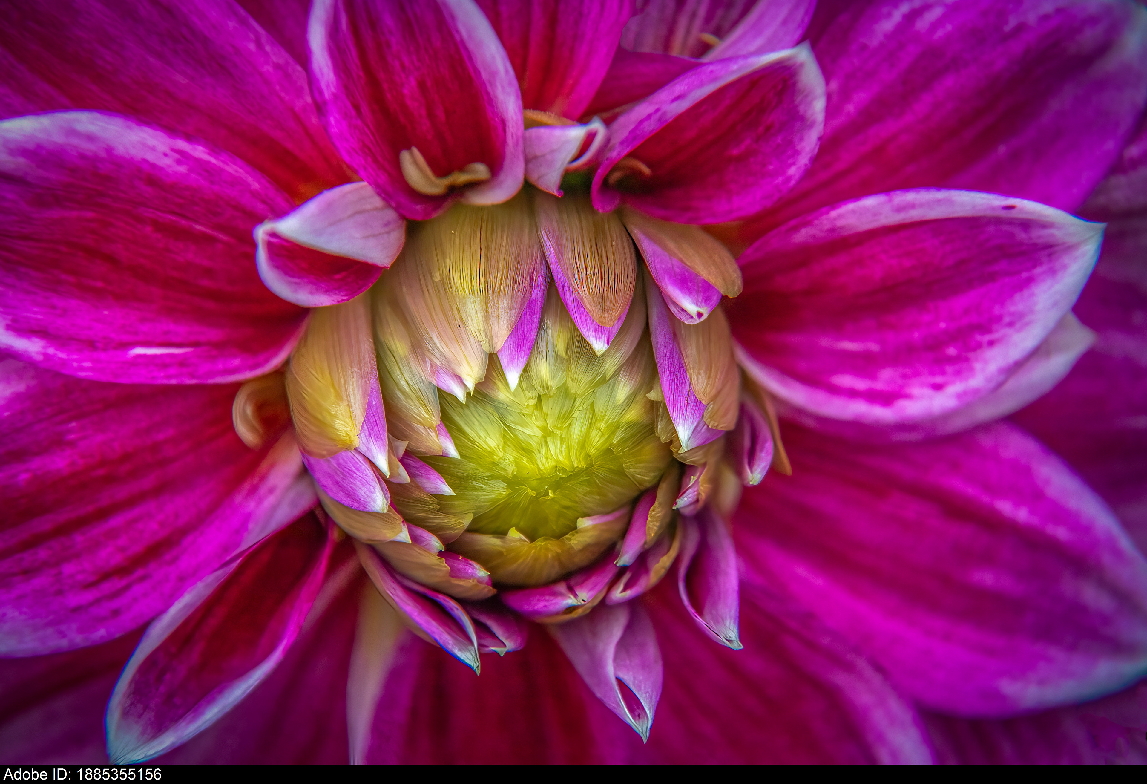 1885355156 Macro Magenta Dahlia Flower Petals Centered on Vibrant Lime Green Heart
