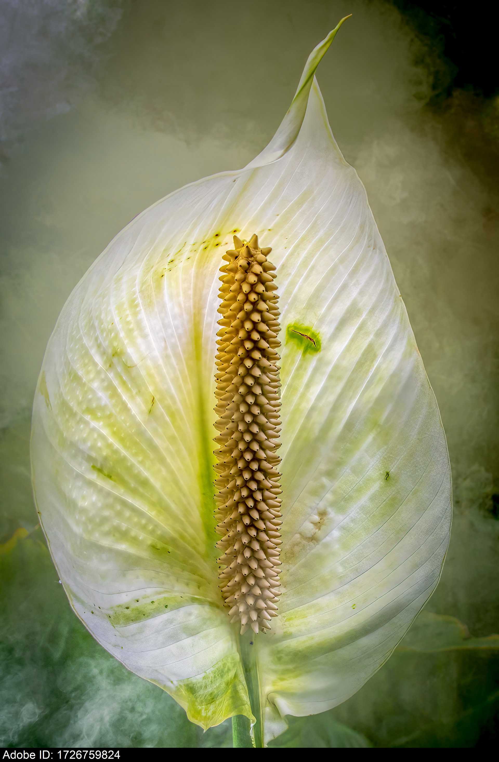 1726759824   Striking white Peace Lily flower close-up spadix detail with moody dark soft background texture