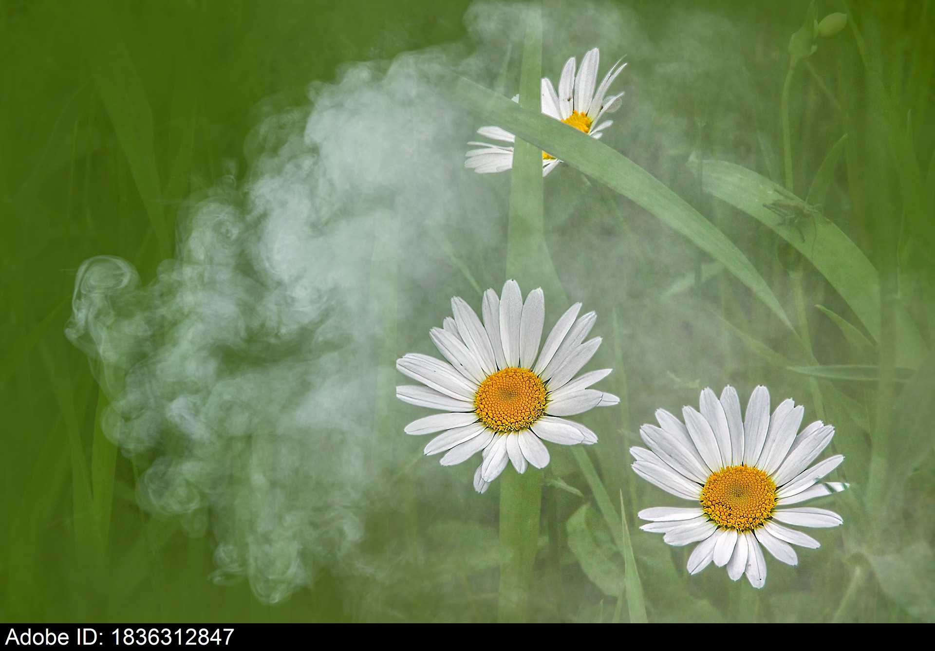 1836312847  Oxeye Daisy with white petals and yellow center in green field with smoke at dawn