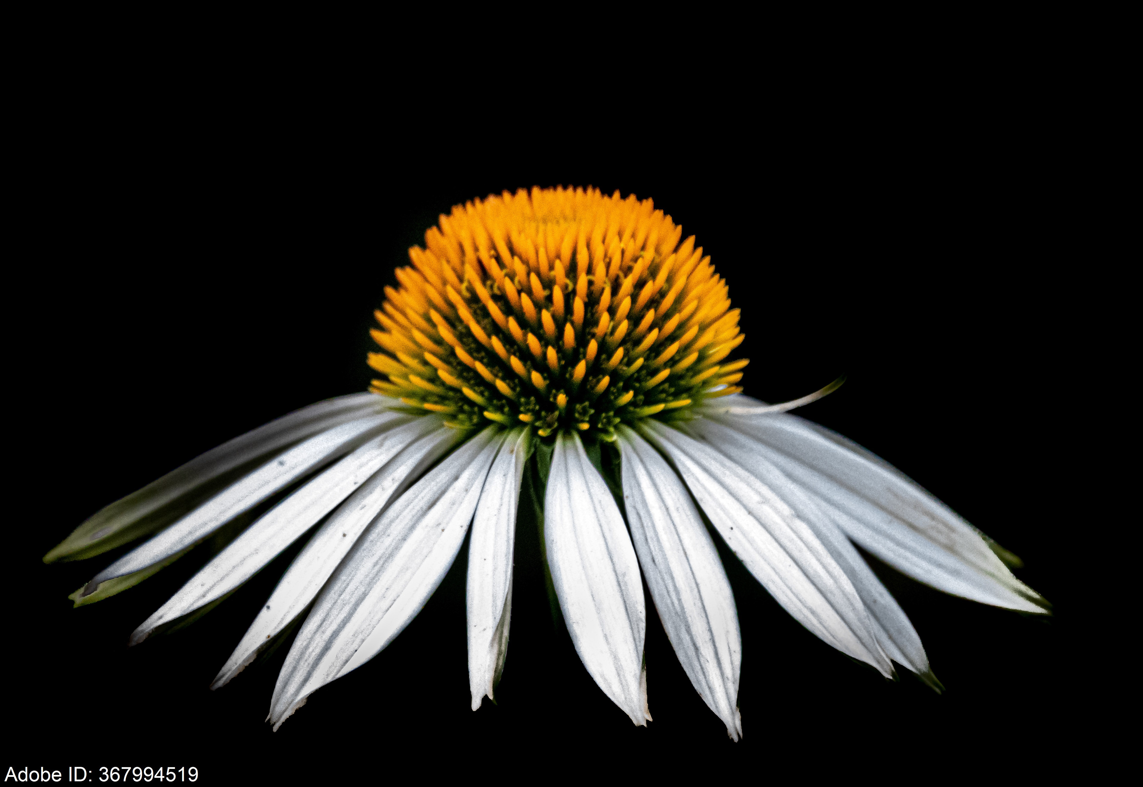 367994519  a white flower on a black background