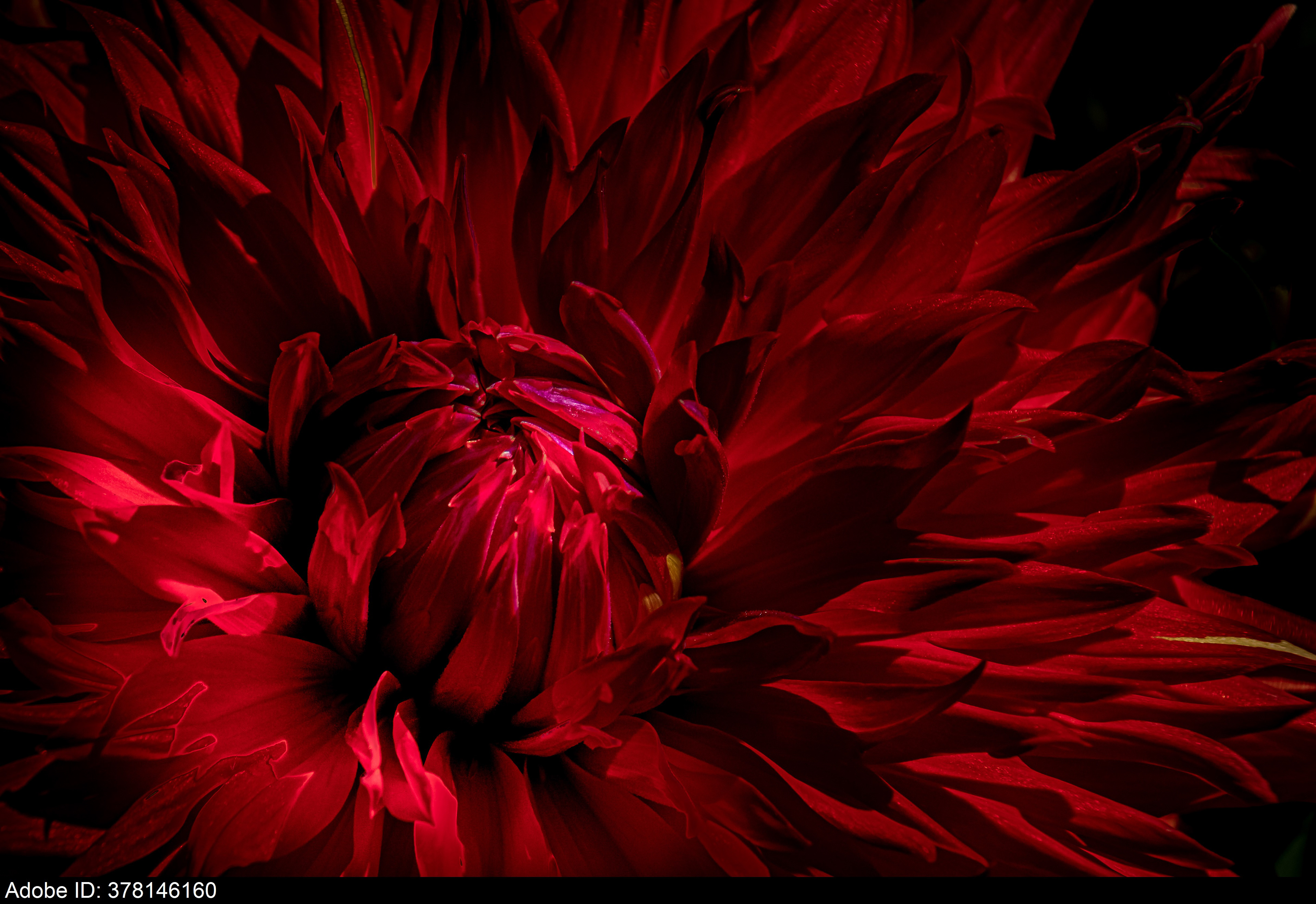 378146160  a red dahlia blossom