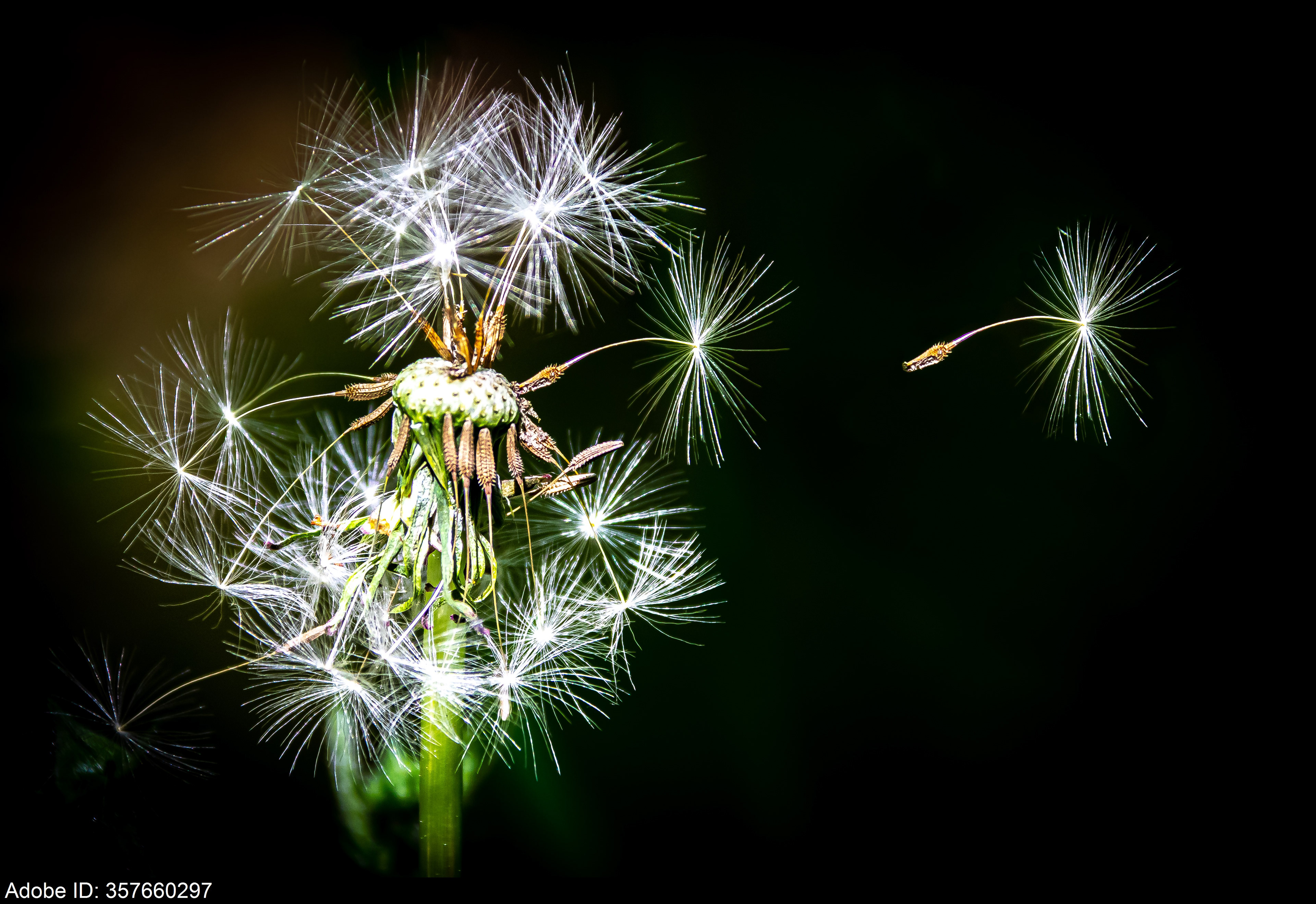 357660297  a Dandelion seed