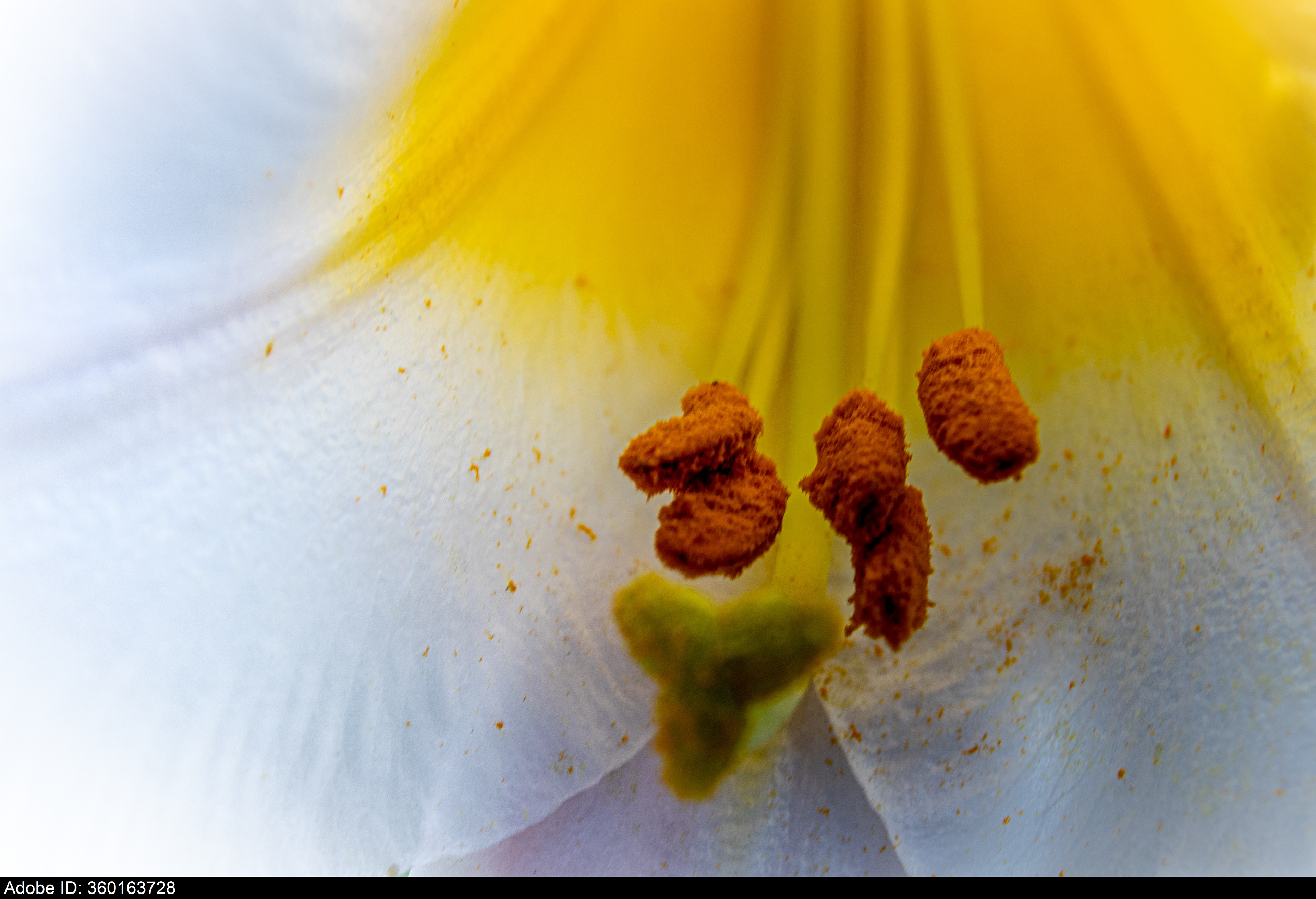 360163728  close-up of a lily