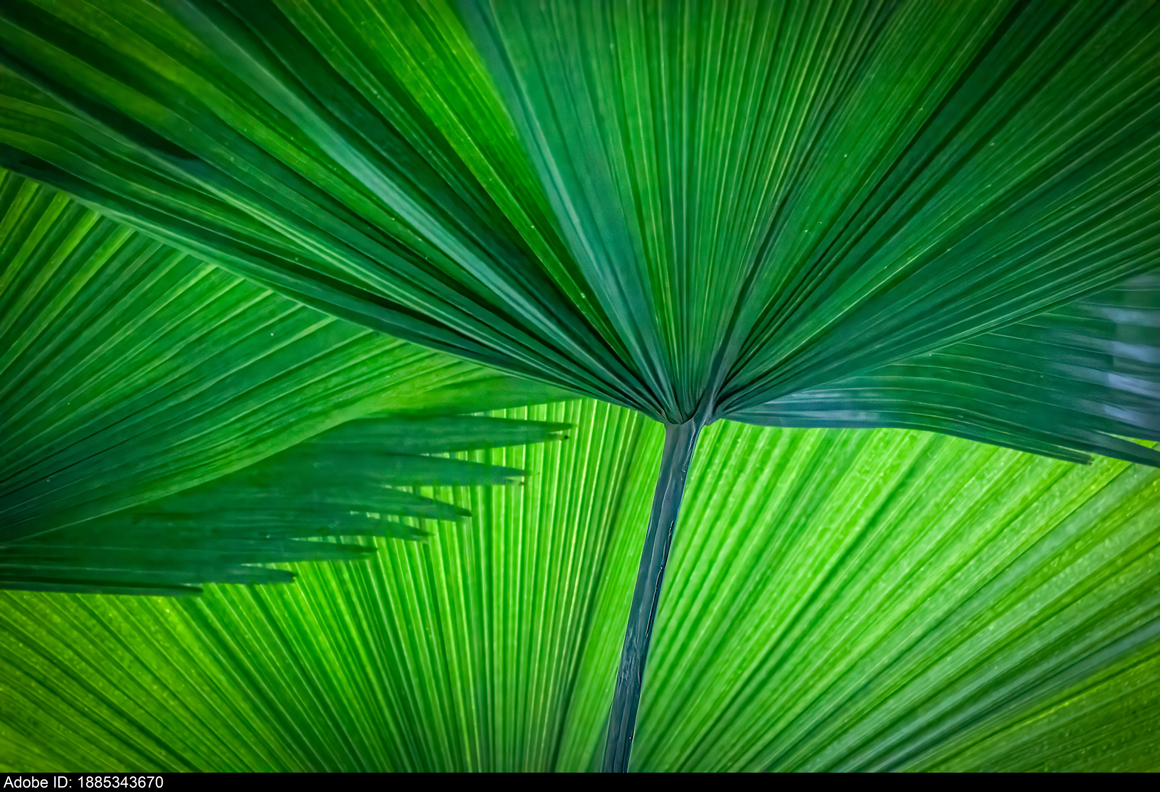 1885343670 Green Fan Palm Leaf Texture Representing Tropical Growth and Natural Geometric Harmony