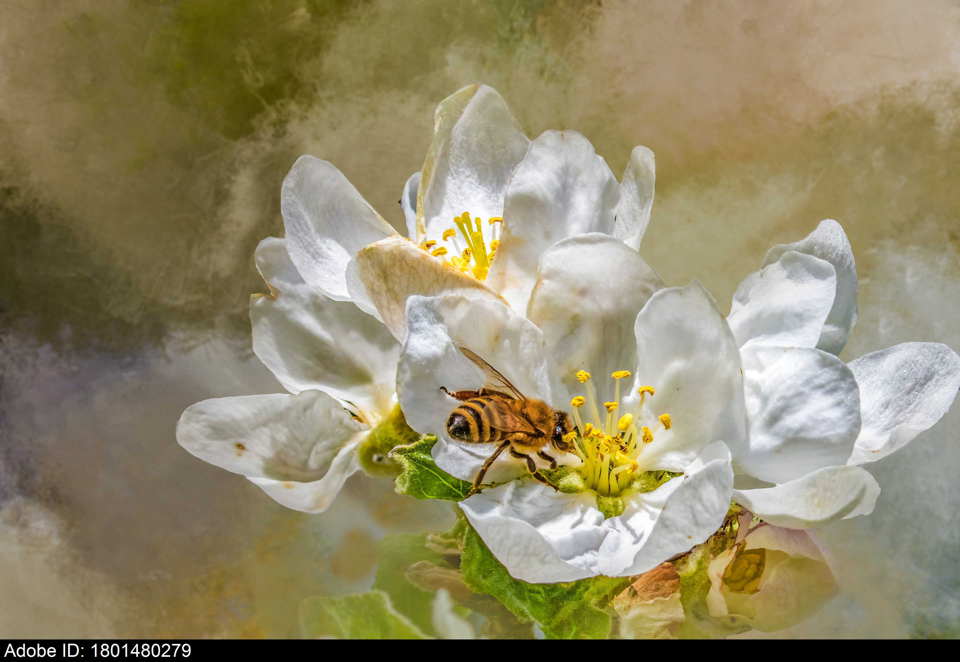 1801480279  Honey Bee Pollinating White Apple Blossom Flower in Springtime Fog with Copy Space