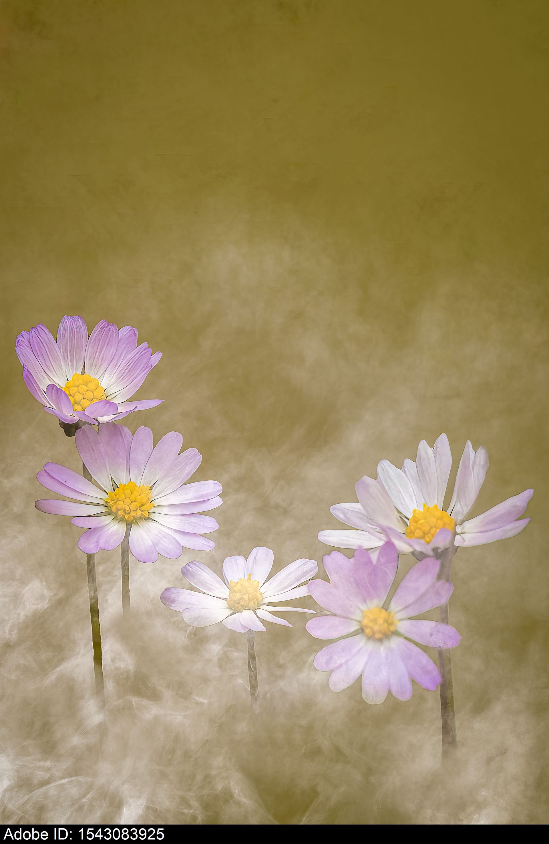 1543083925  Beautiful Light Purple Daisy Flowers Blooming in a Hazy Field