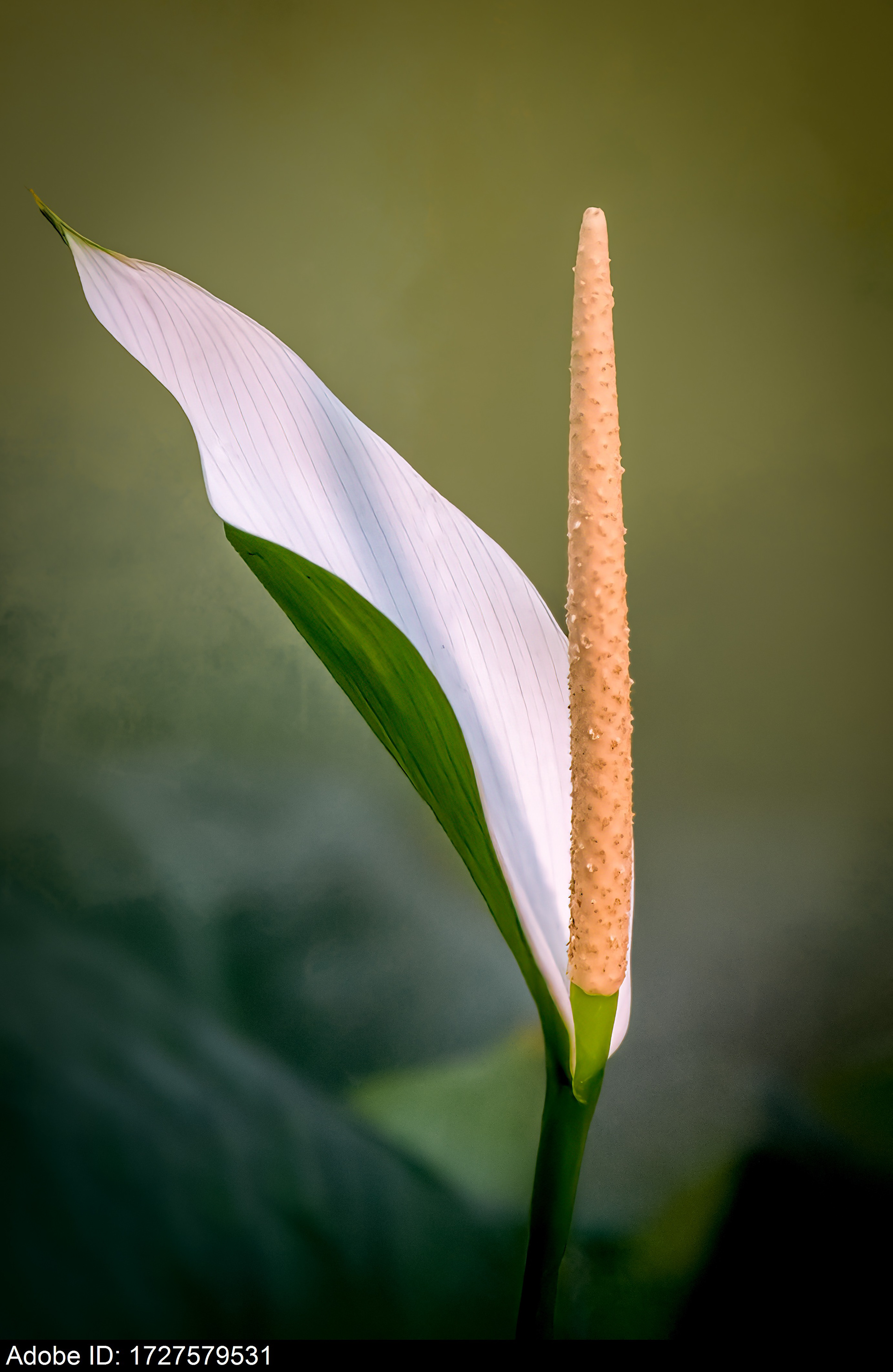 1727579531  Elegant White Spathe and Yellow Spadix of Peace Lily Flower Close Up