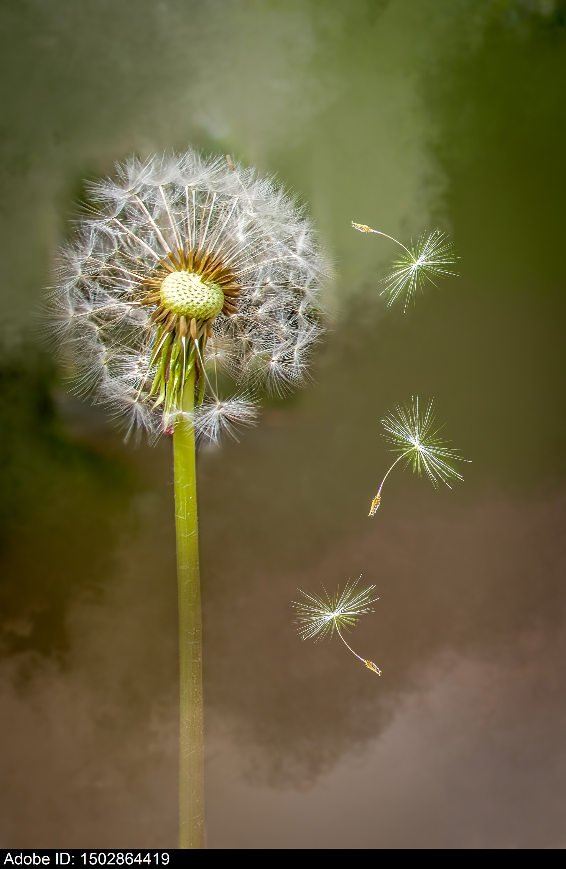 1502864419  Close-up of a dandelion dispersing its seeds with a soft green and brown background