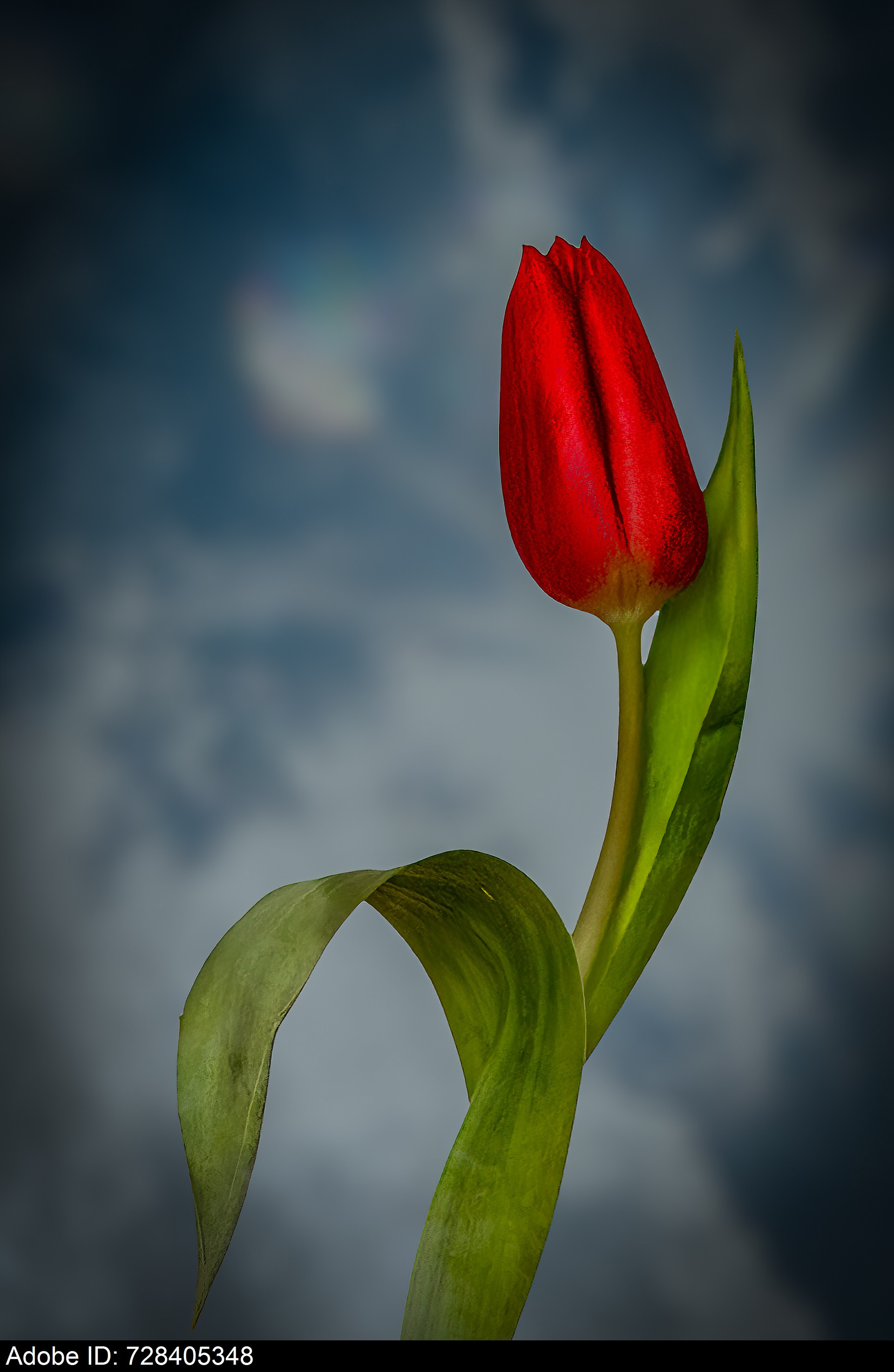 728405348  close-up of a red tulip against the blue sky