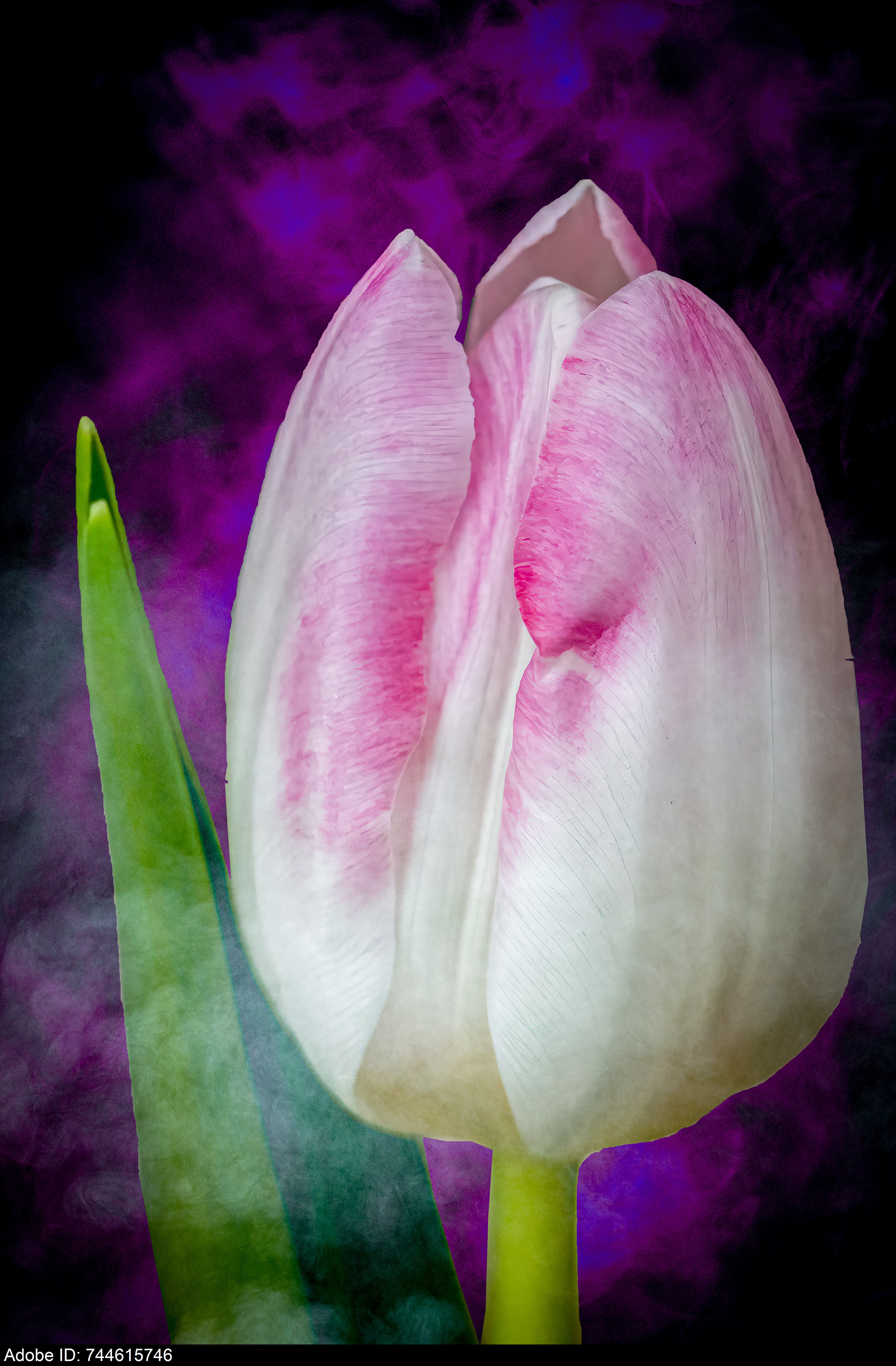 744615746  Close-up of a Vibrant Tulip Bud Ready to Bloom