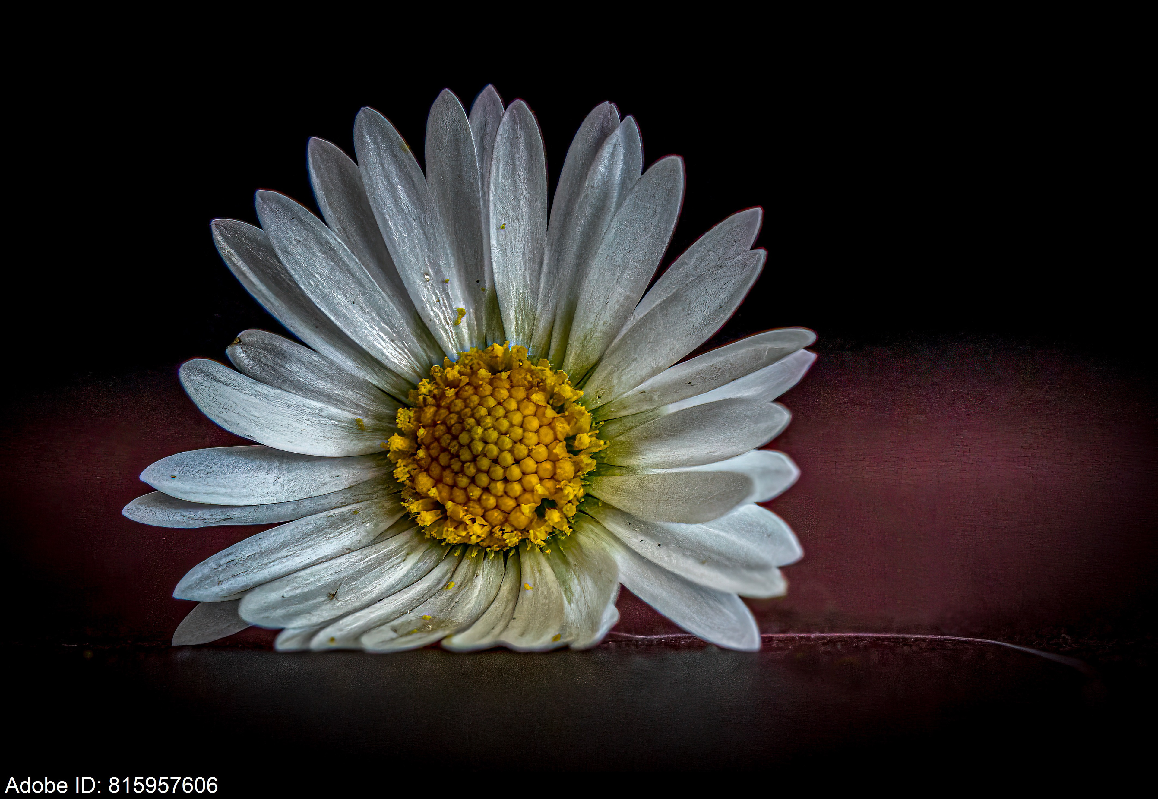 815957606  Close-up of Dew-Kissed White Daisy Against Dark Background