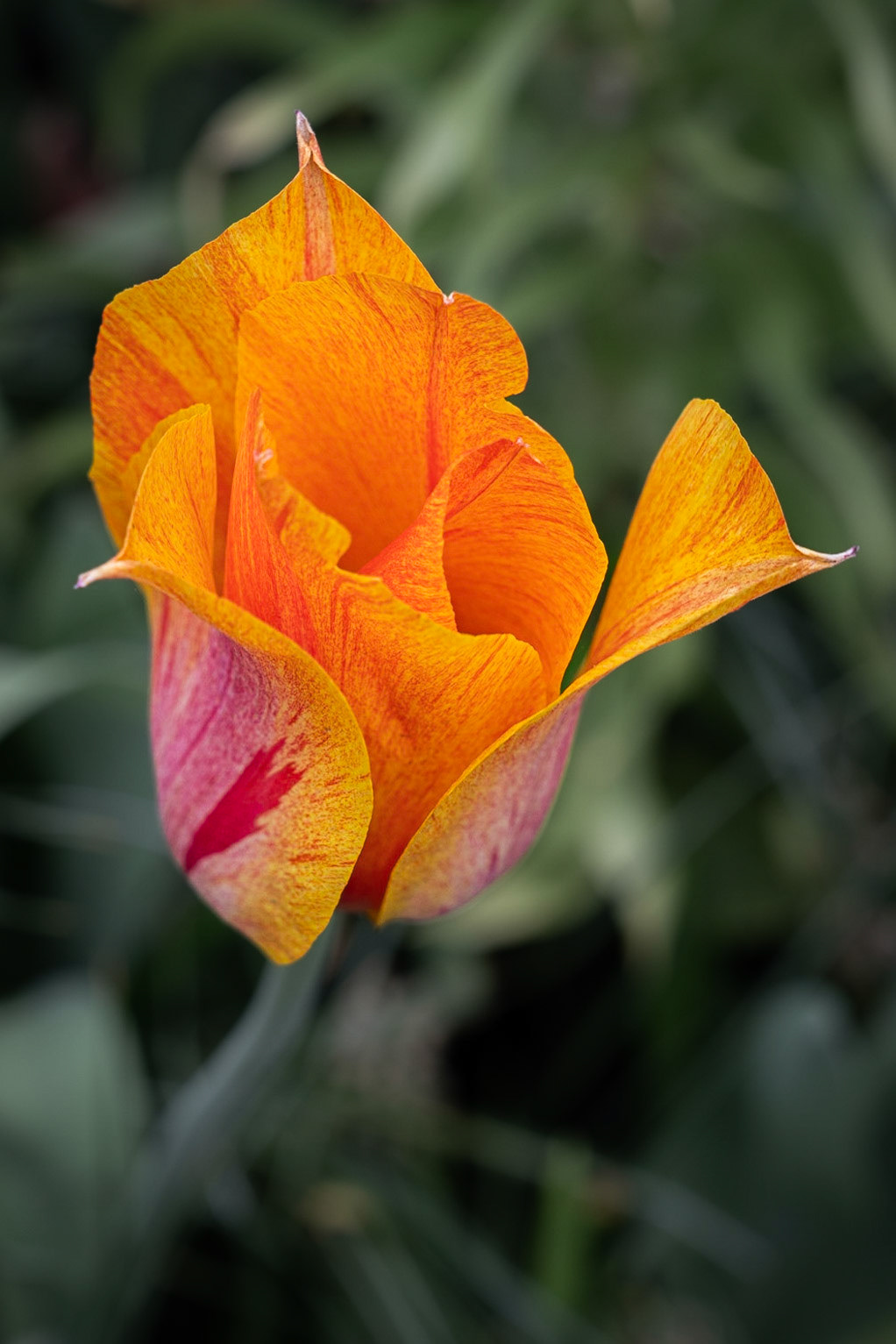 Keukenhof Gardens, Netherlands.