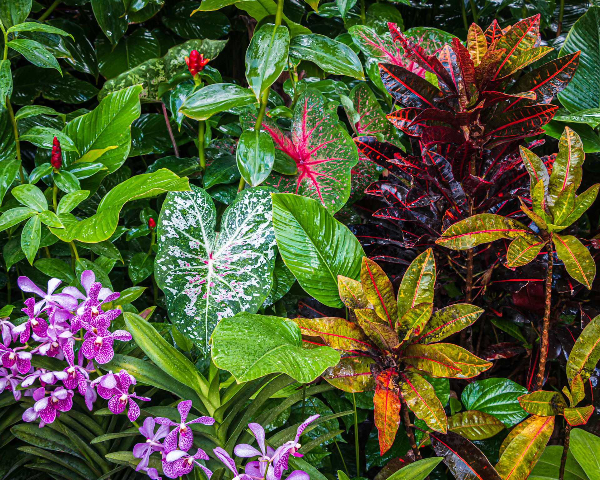 National Orchid Garden, Singapore Botanic Gardens.