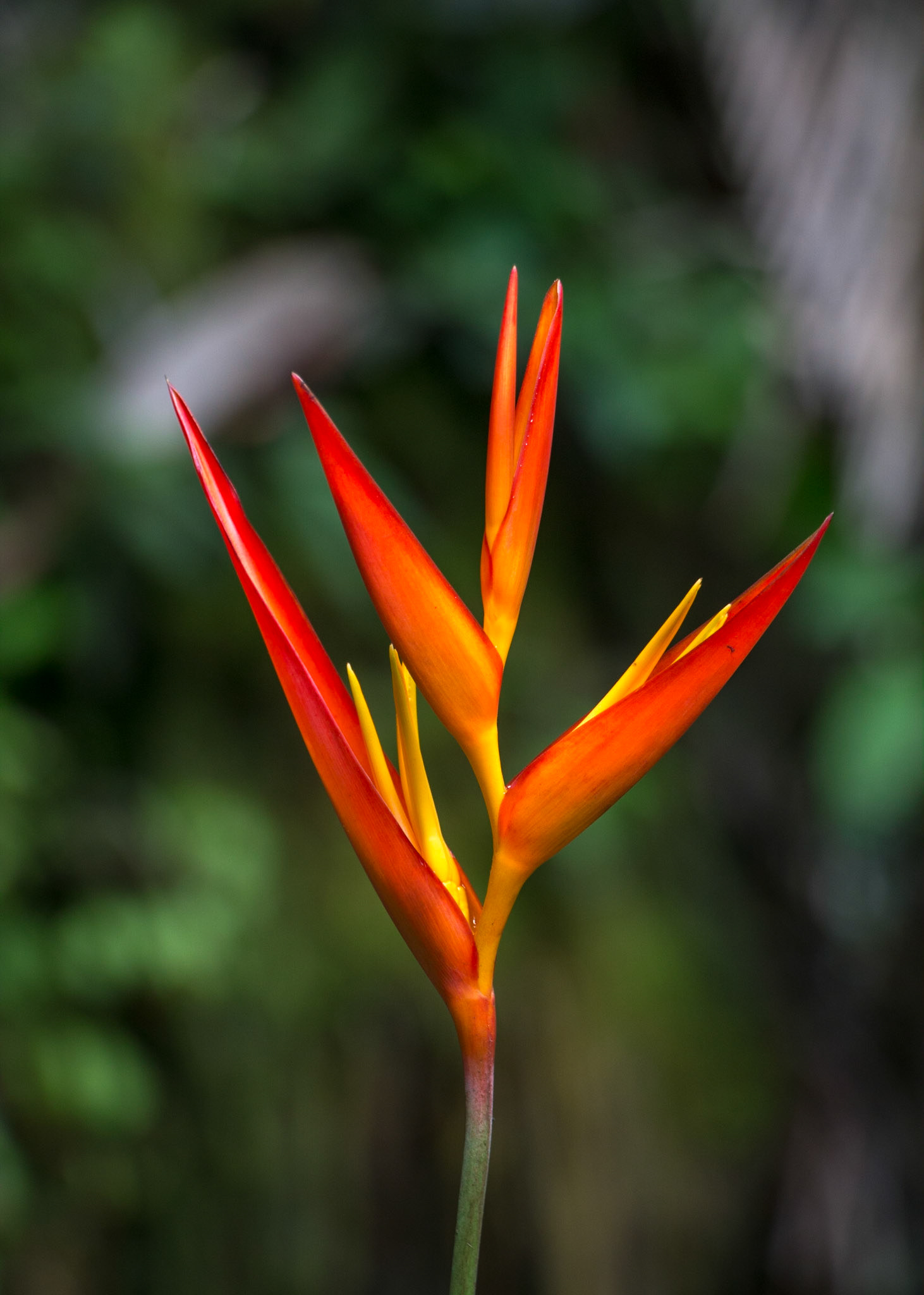 A variety of heliconia at Hawaiian Tropical Botanical Garden, near Hilo, Hawaii..