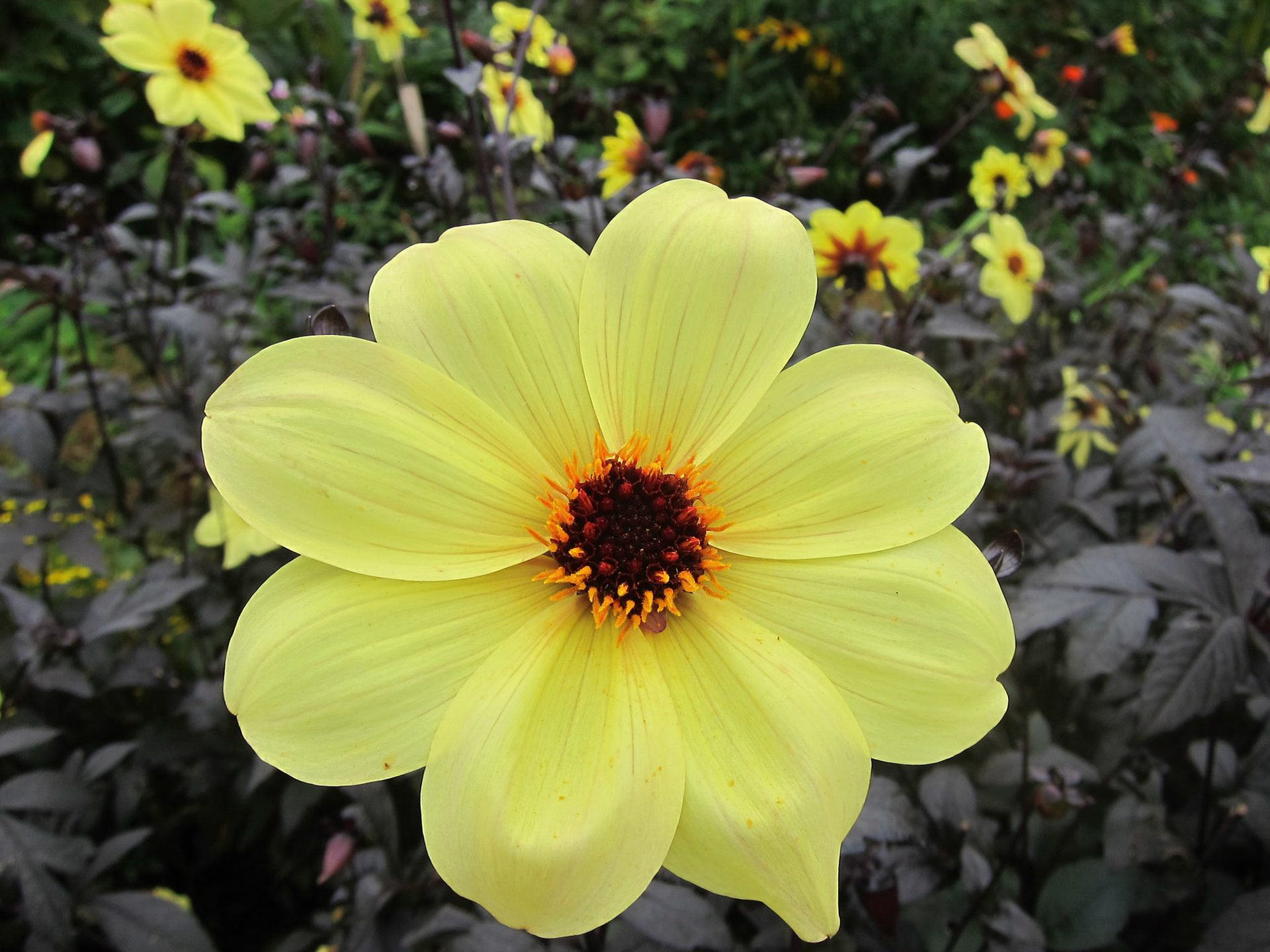 Flowers in Monet's garden.  Giverny, France.