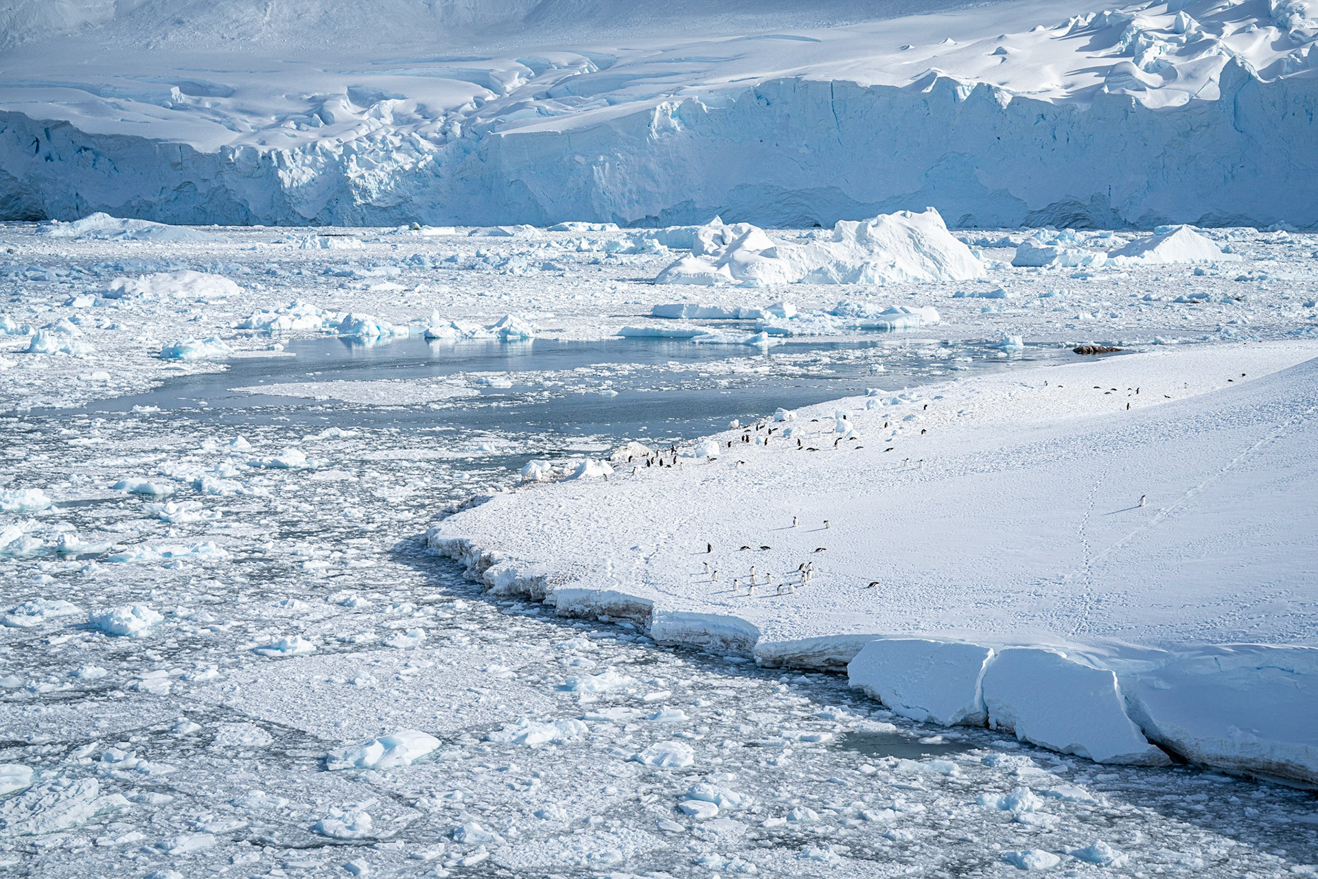 Neko Harbor, Antarctica.