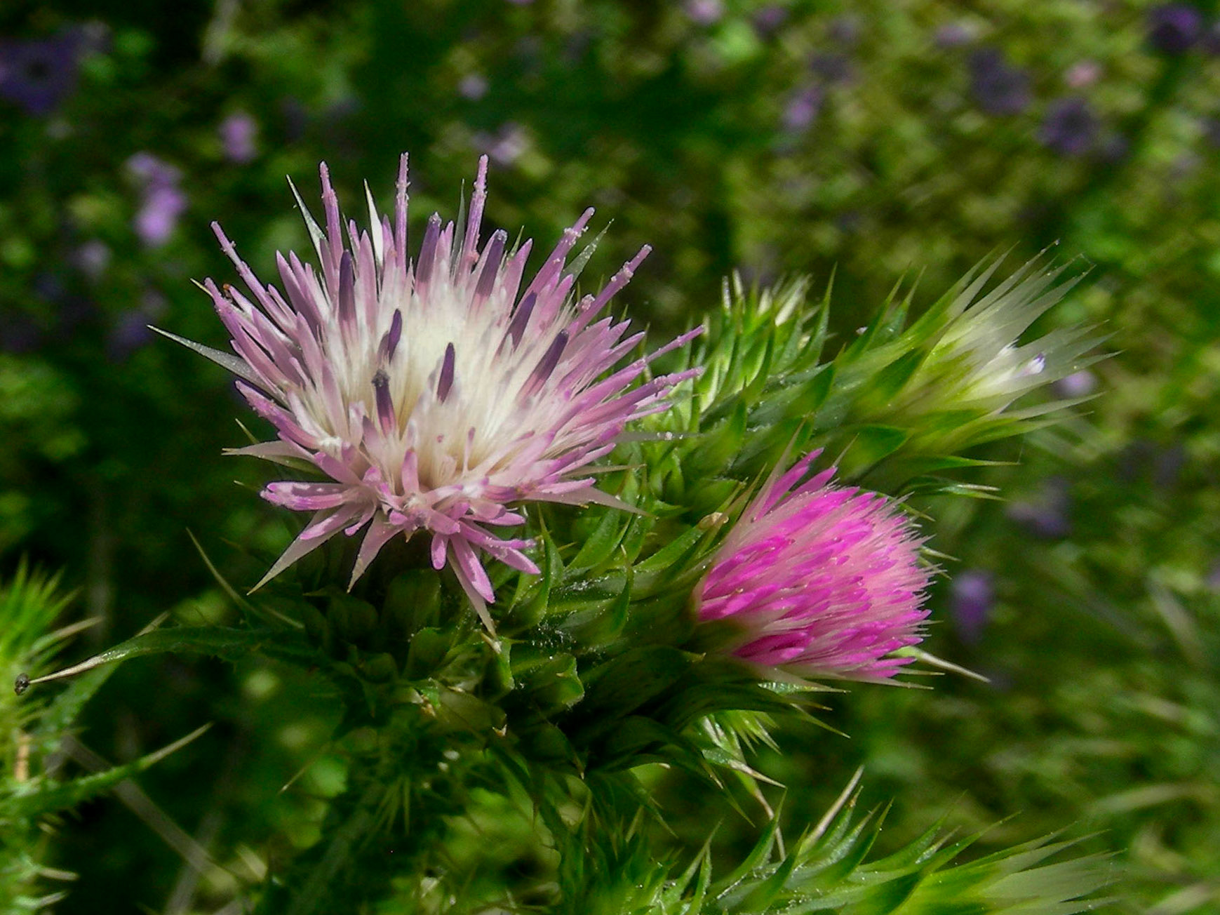 Italian Thistle.  East Fort Ord, Monterey.