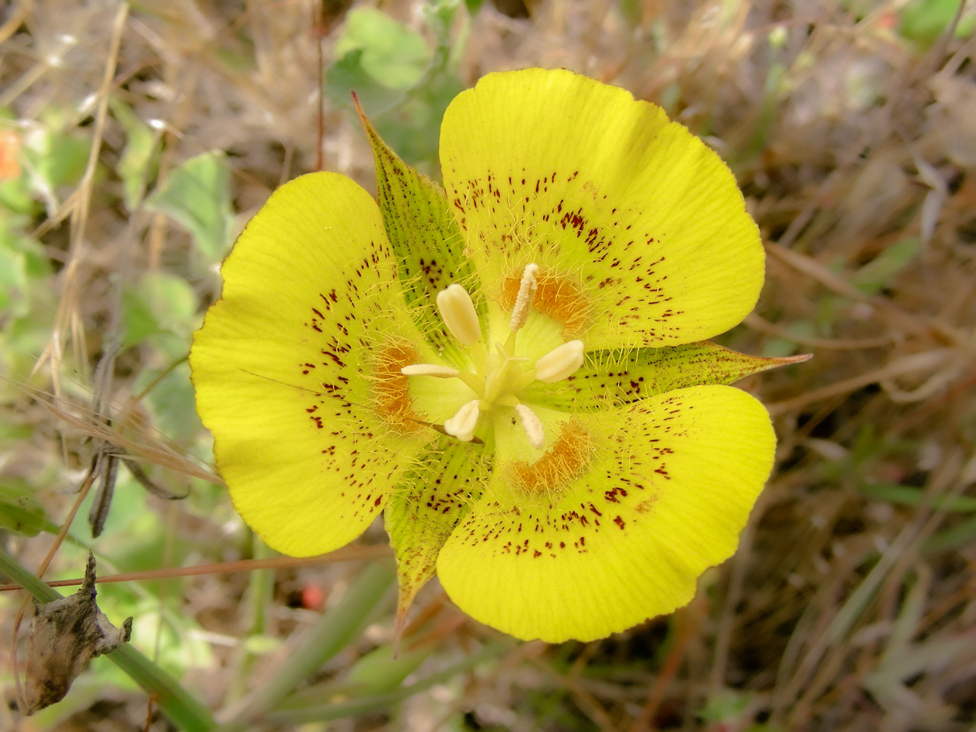 Yellow Mariposa Lily.   Soberanes Trail, Big Sur.
